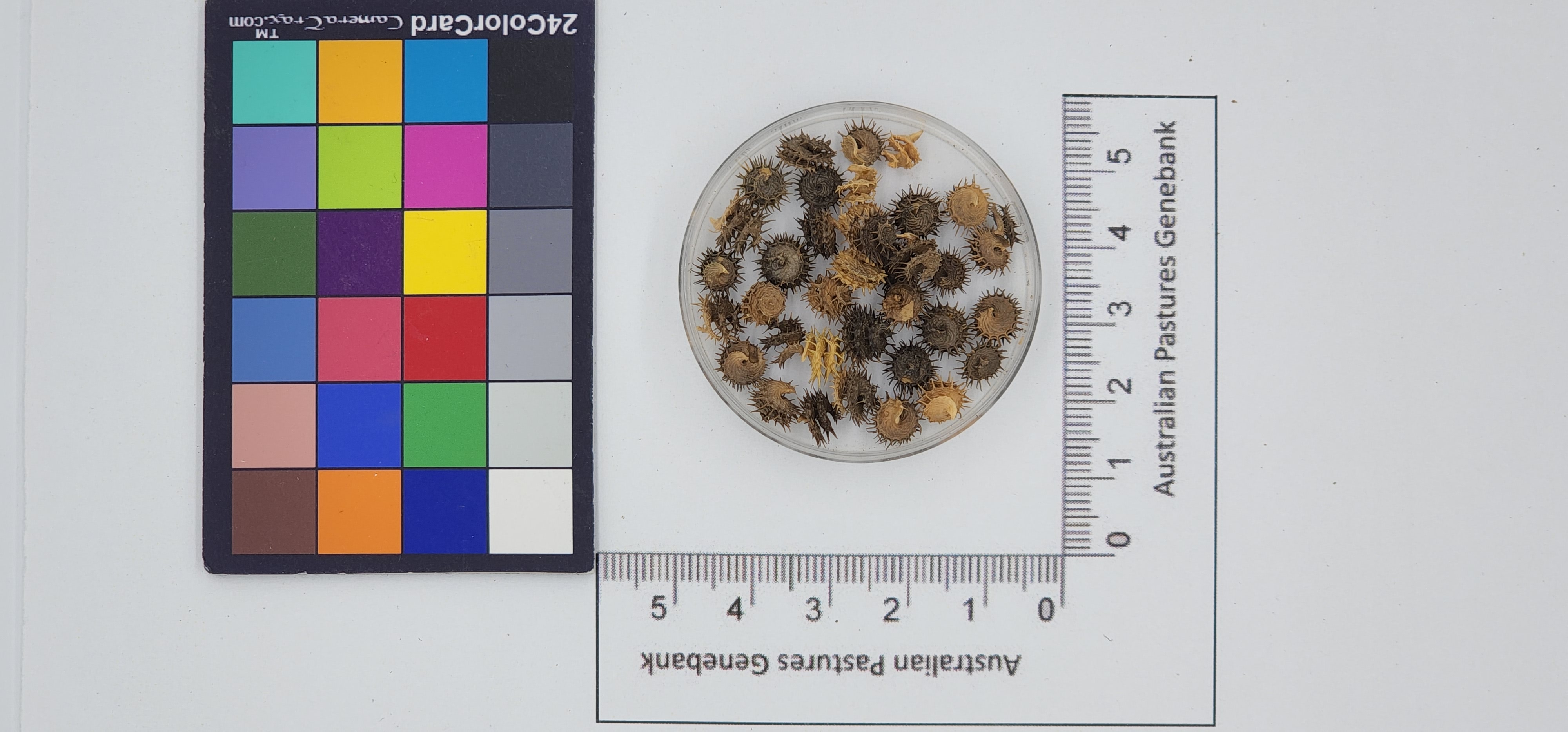 Click for 1 image(s) for this accession. Image