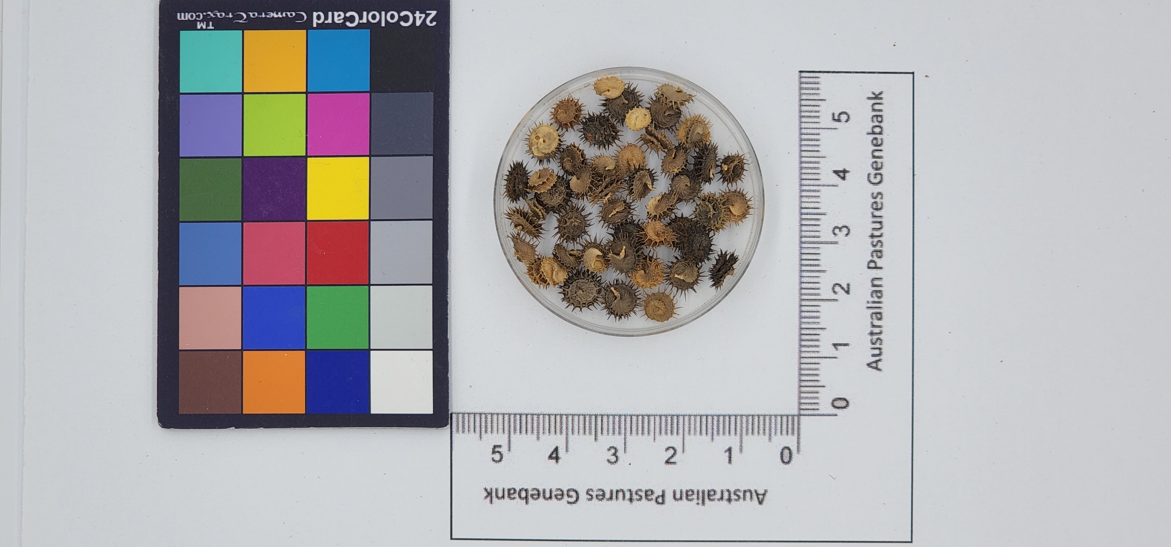 Click for 1 image(s) for this accession. Image