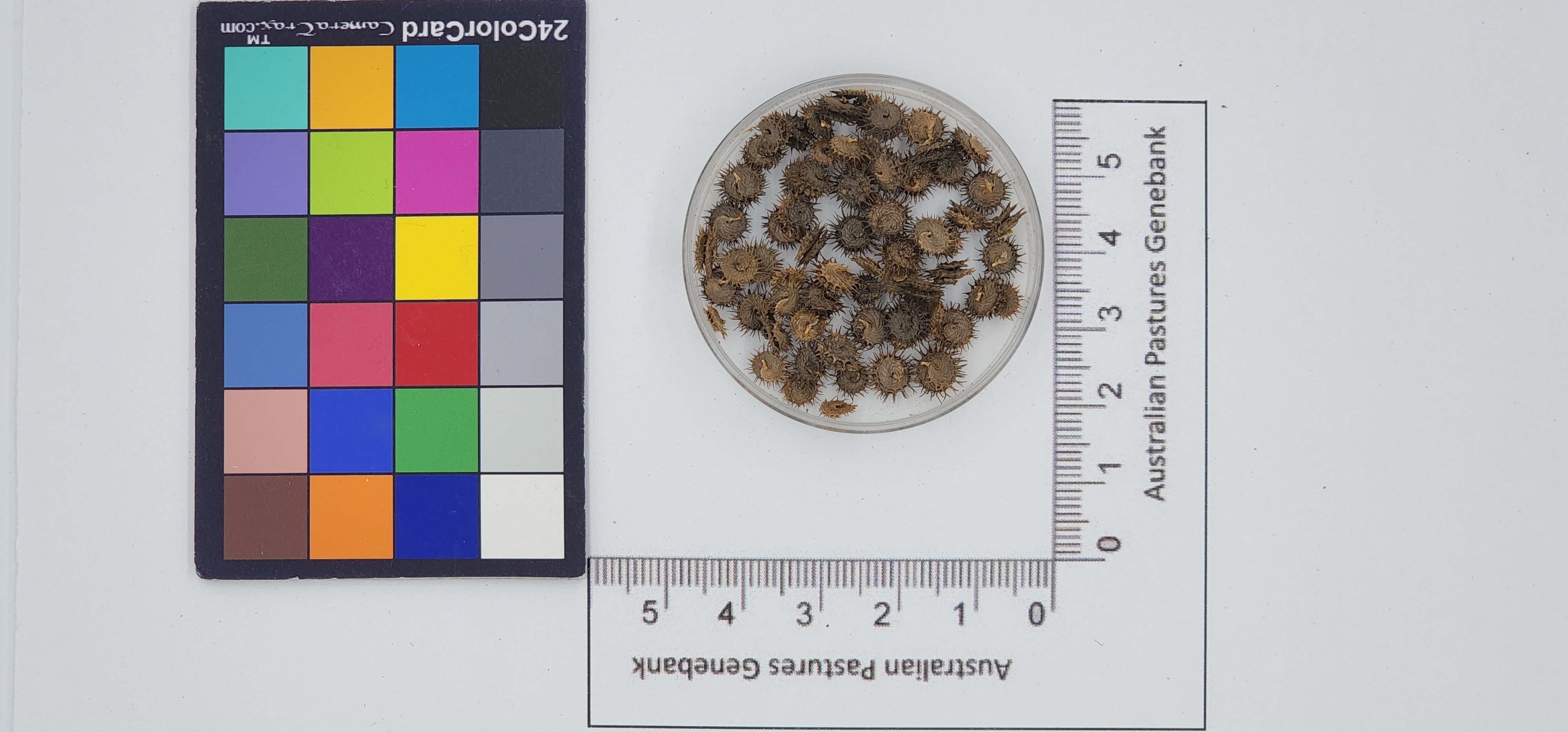 Click for 1 image(s) for this accession. Image