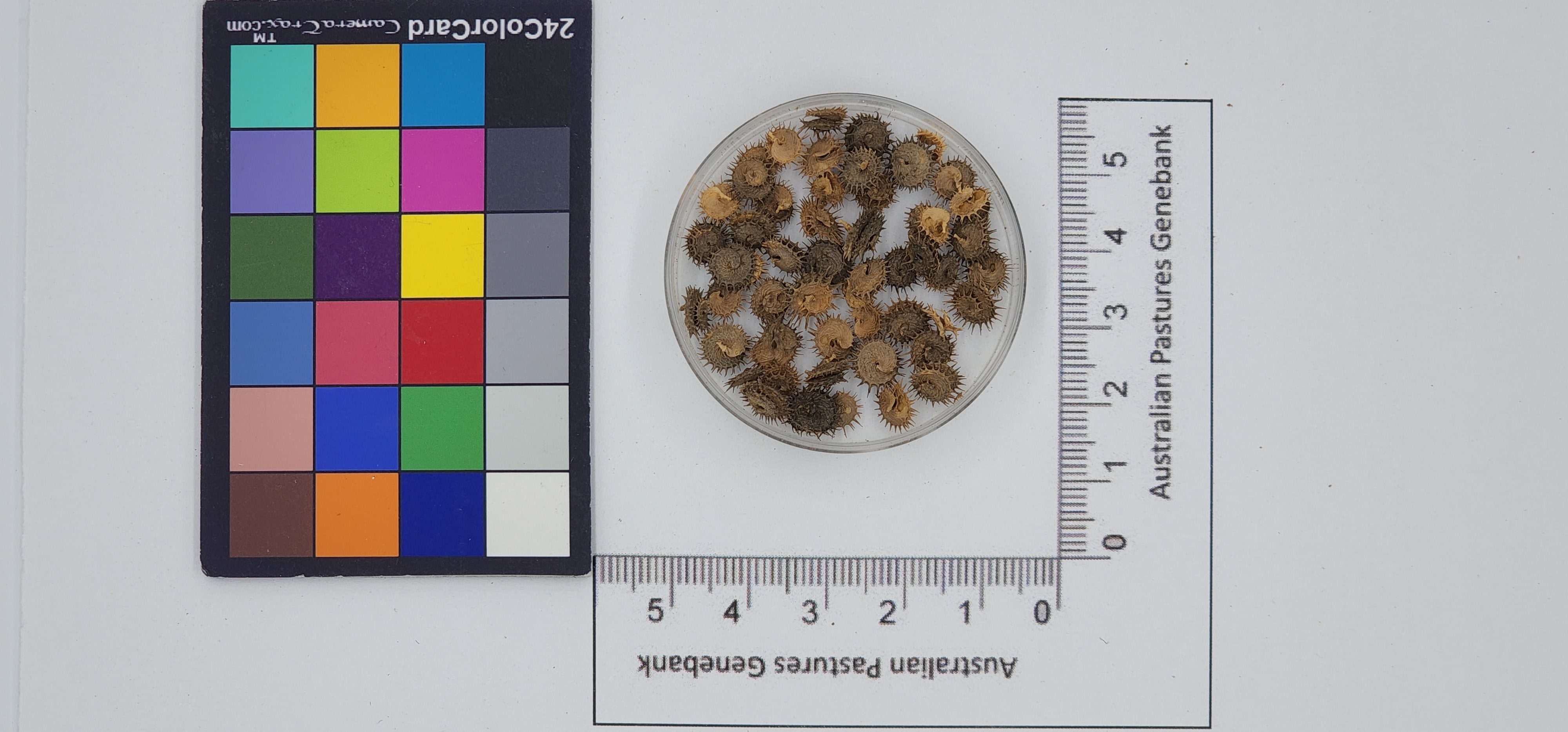 Click for 1 image(s) for this accession. Image