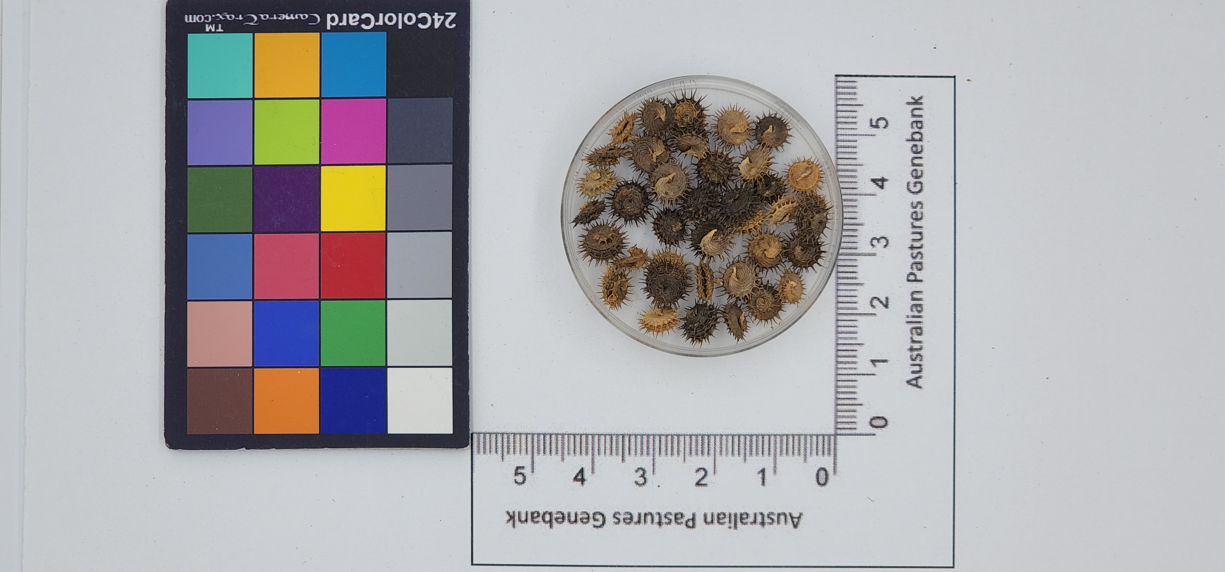 Click for 1 image(s) for this accession. Image