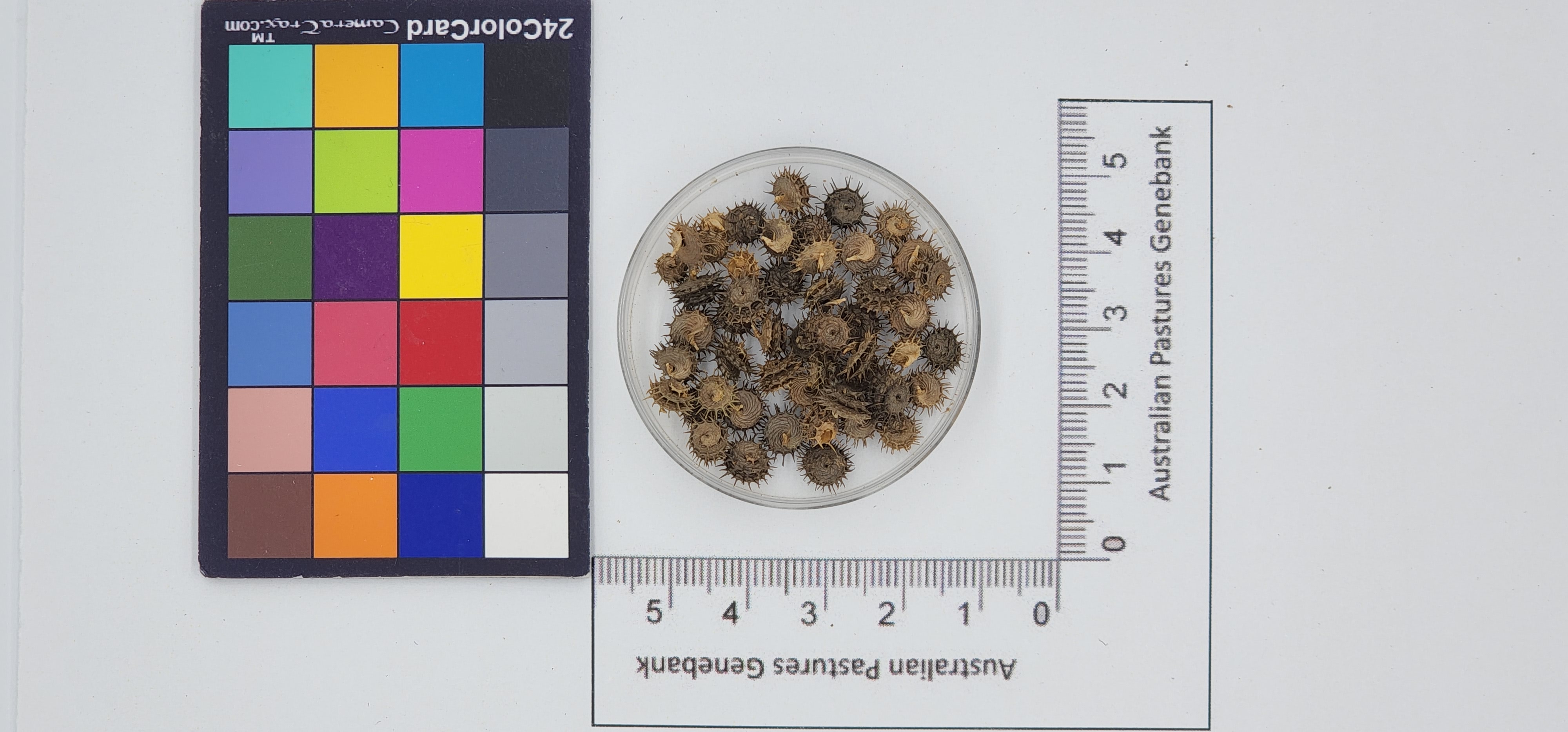 Click for 1 image(s) for this accession. Image