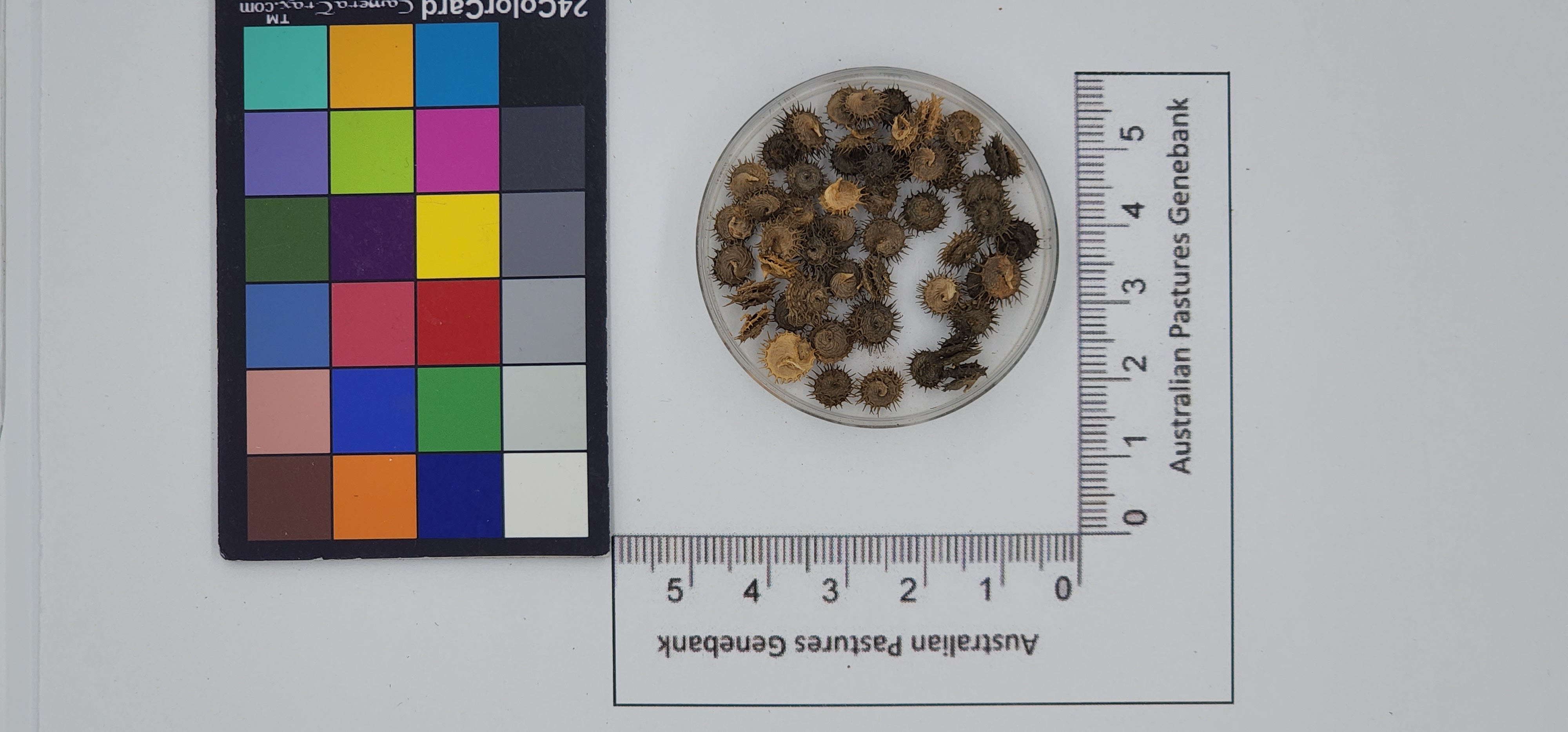 Click for 1 image(s) for this accession. Image
