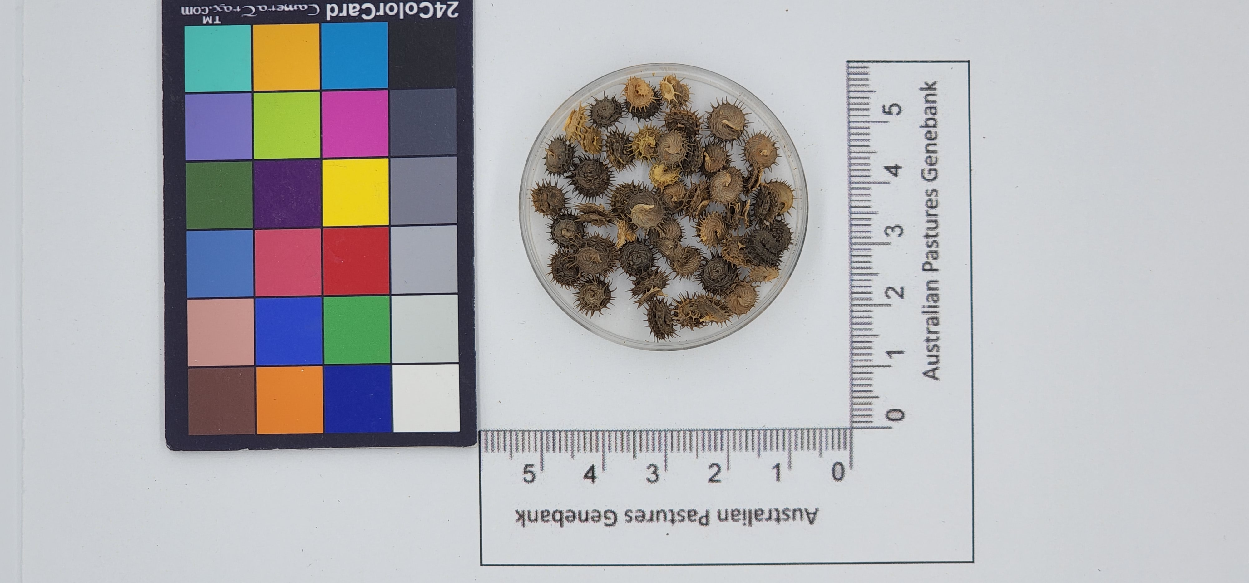 Click for 1 image(s) for this accession. Image