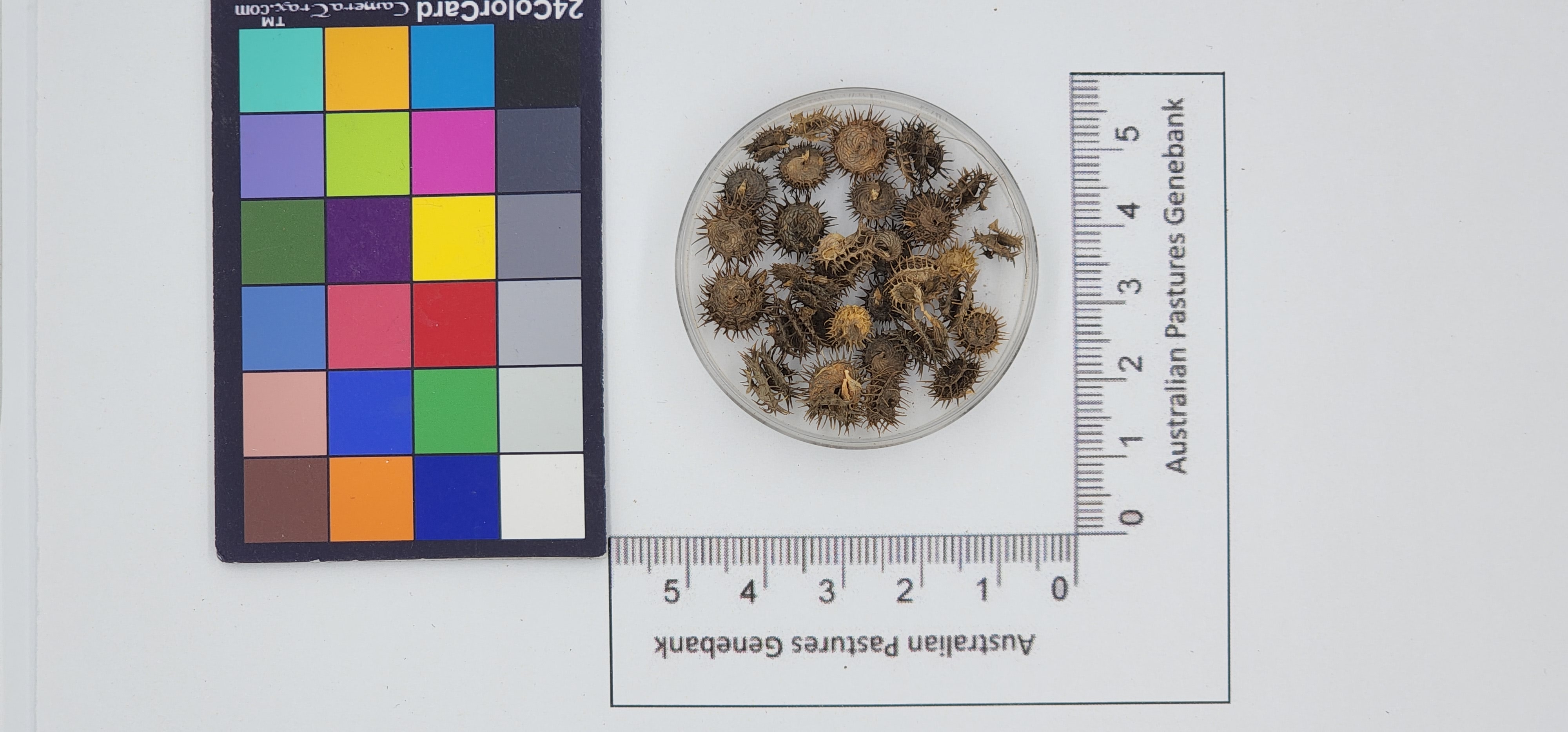 Click for 1 image(s) for this accession. Image