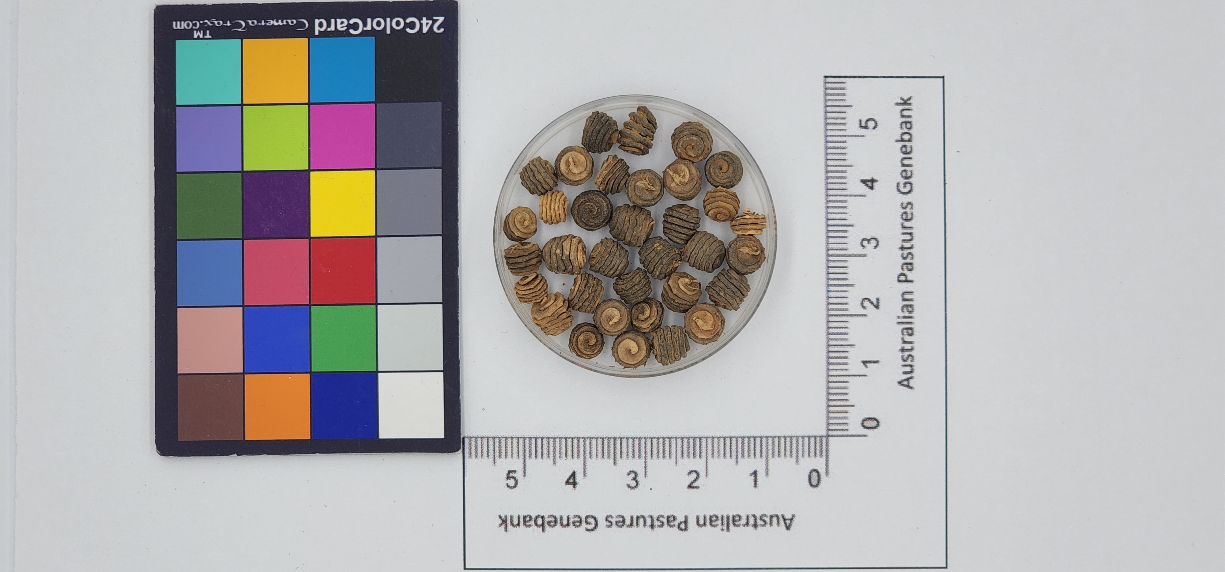 Click for 1 image(s) for this accession. Image