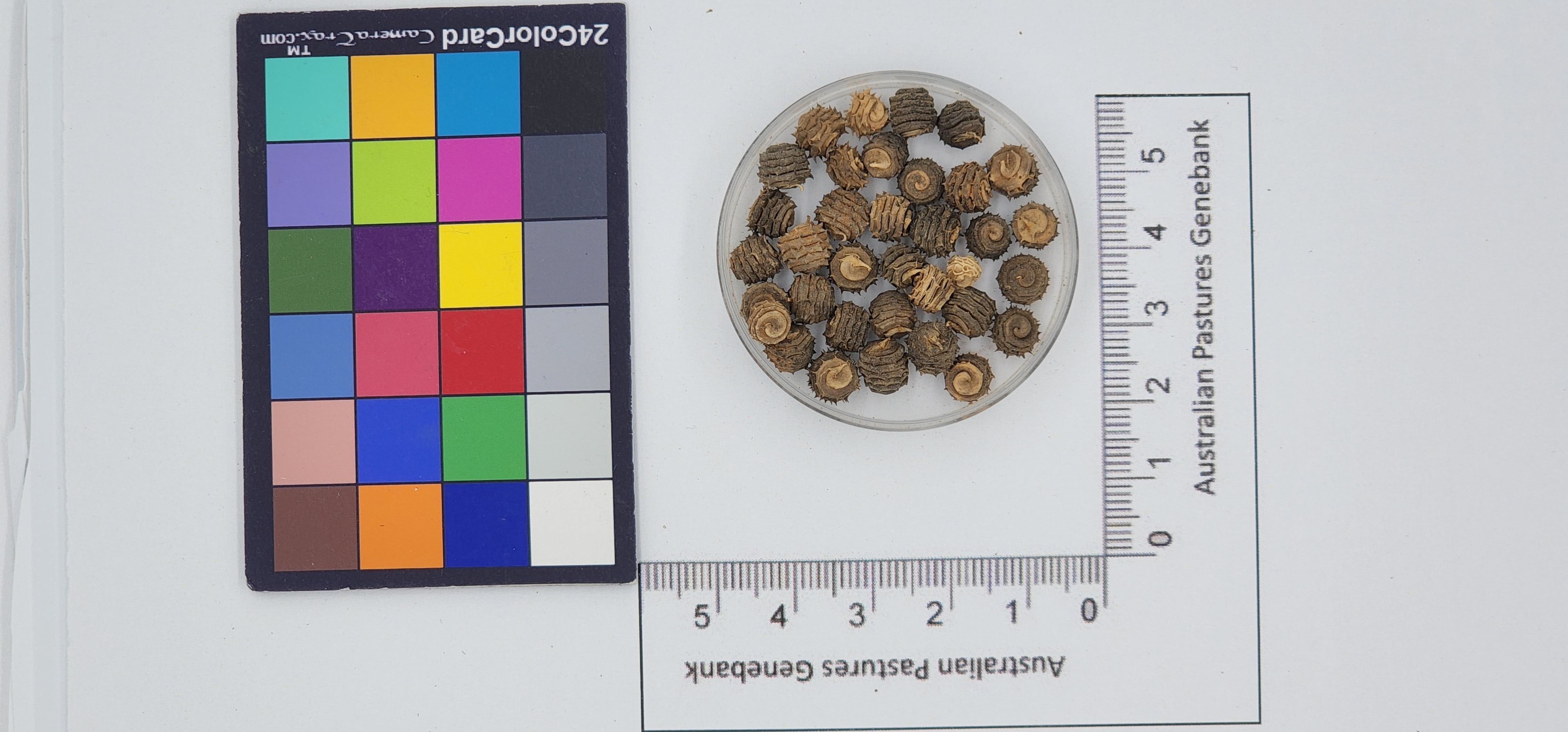 Click for 1 image(s) for this accession. Image