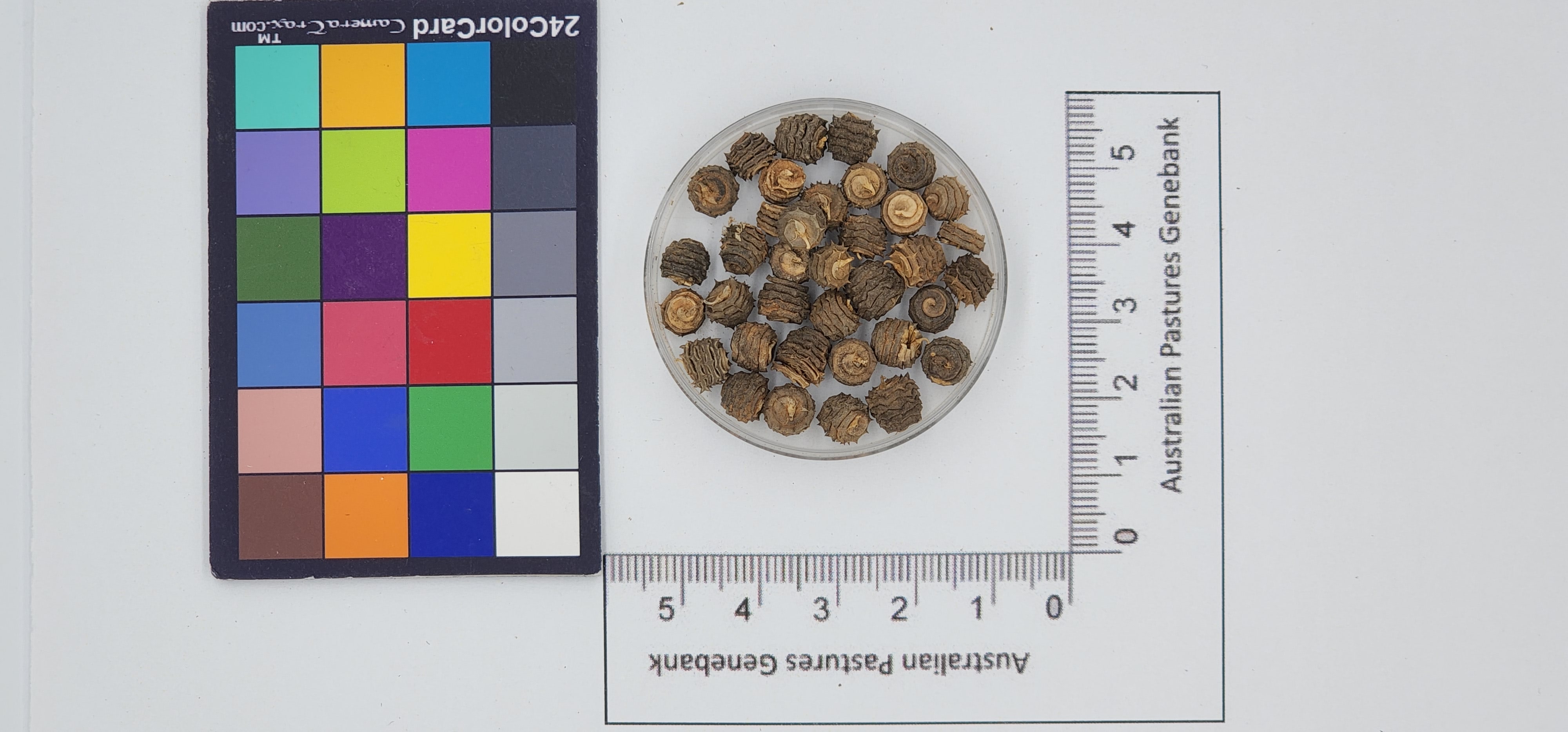 Click for 1 image(s) for this accession. Image