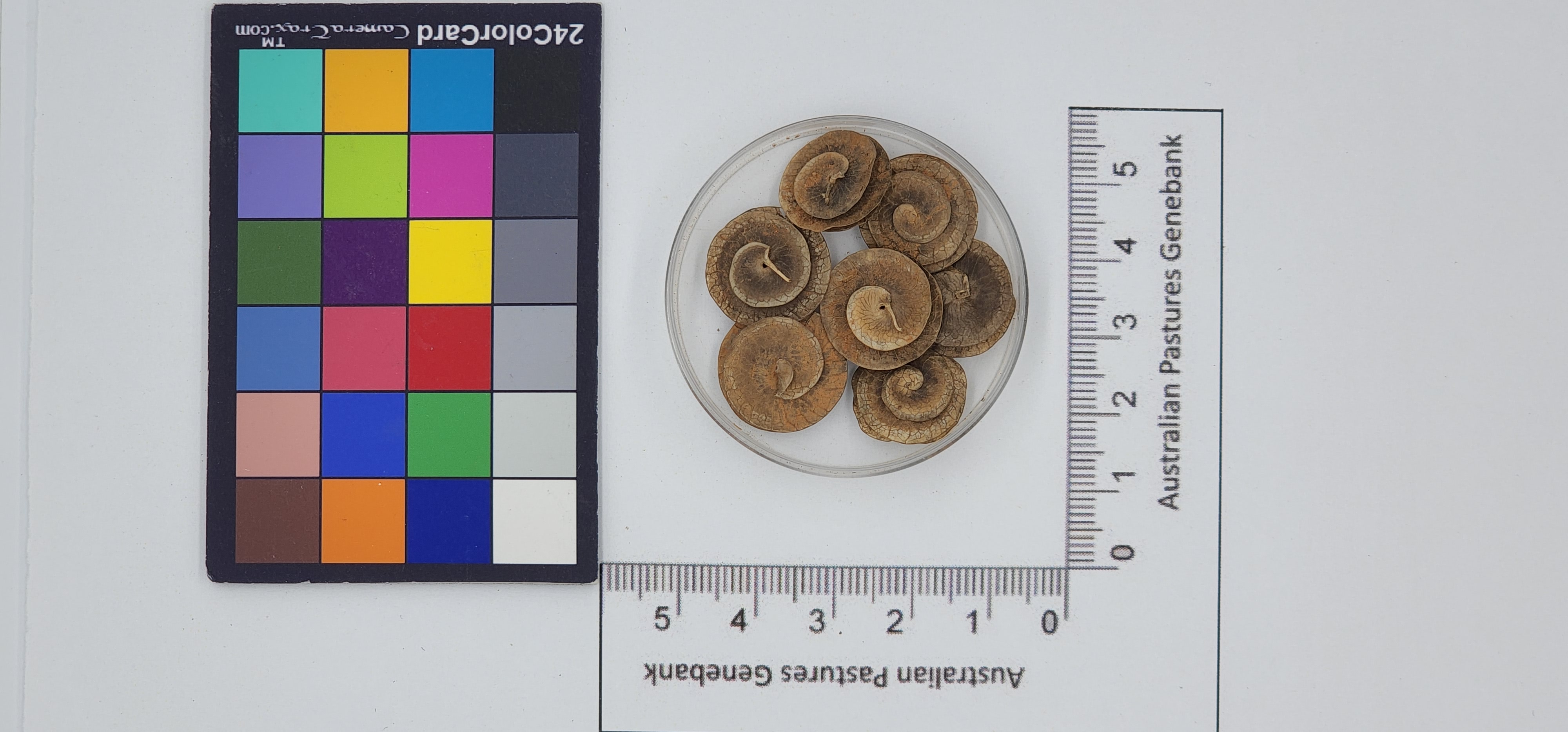 Click for 1 image(s) for this accession. Image