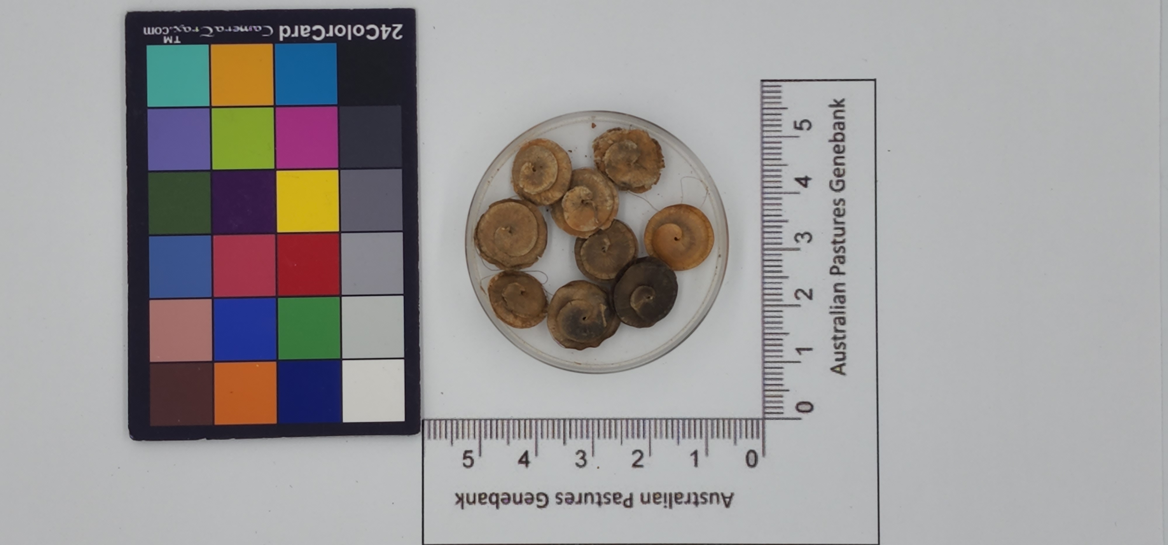 Click for 1 image(s) for this accession. Image