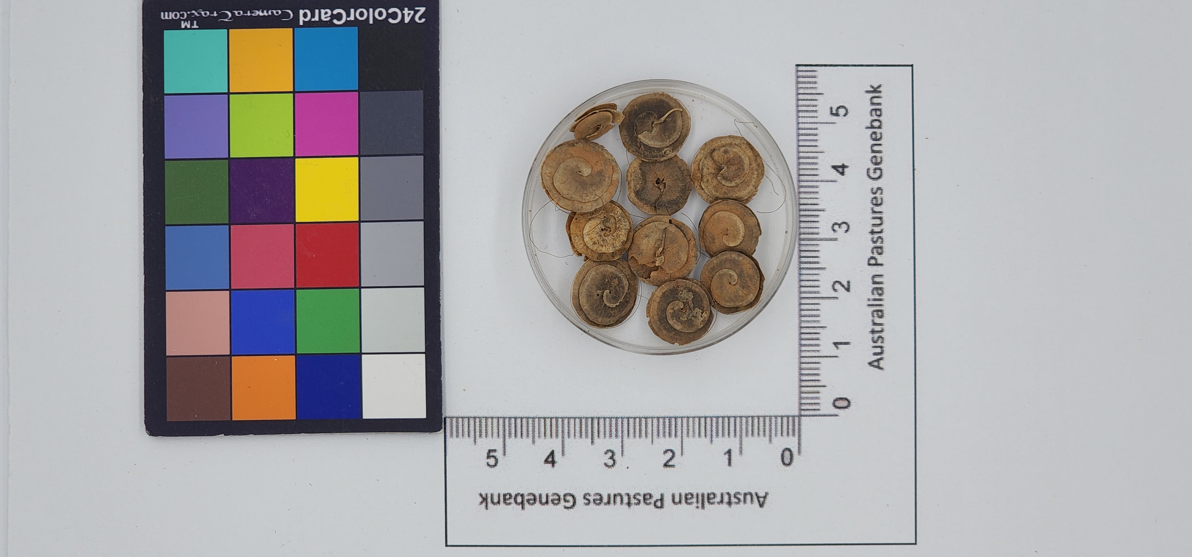 Click for 1 image(s) for this accession. Image