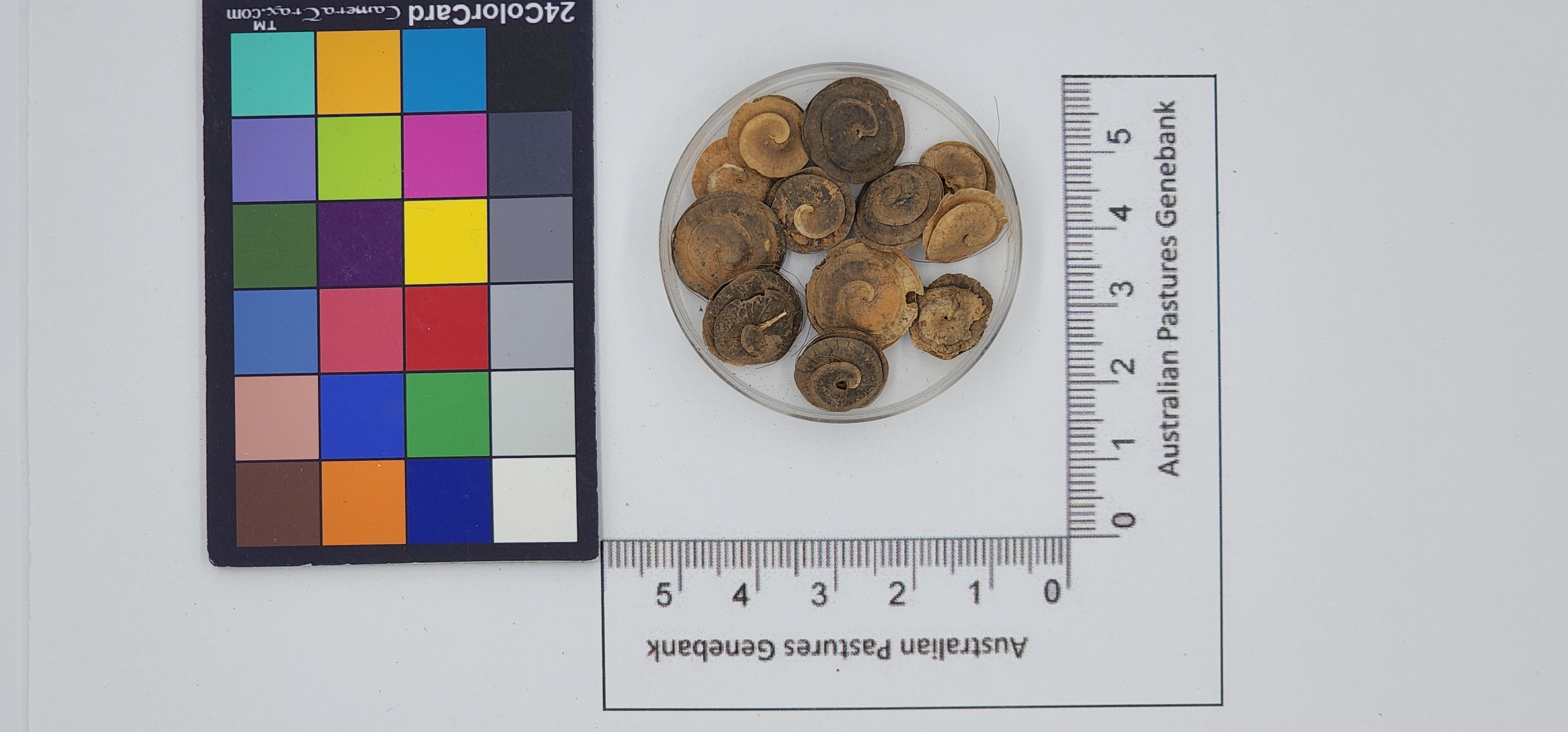 Click for 1 image(s) for this accession. Image