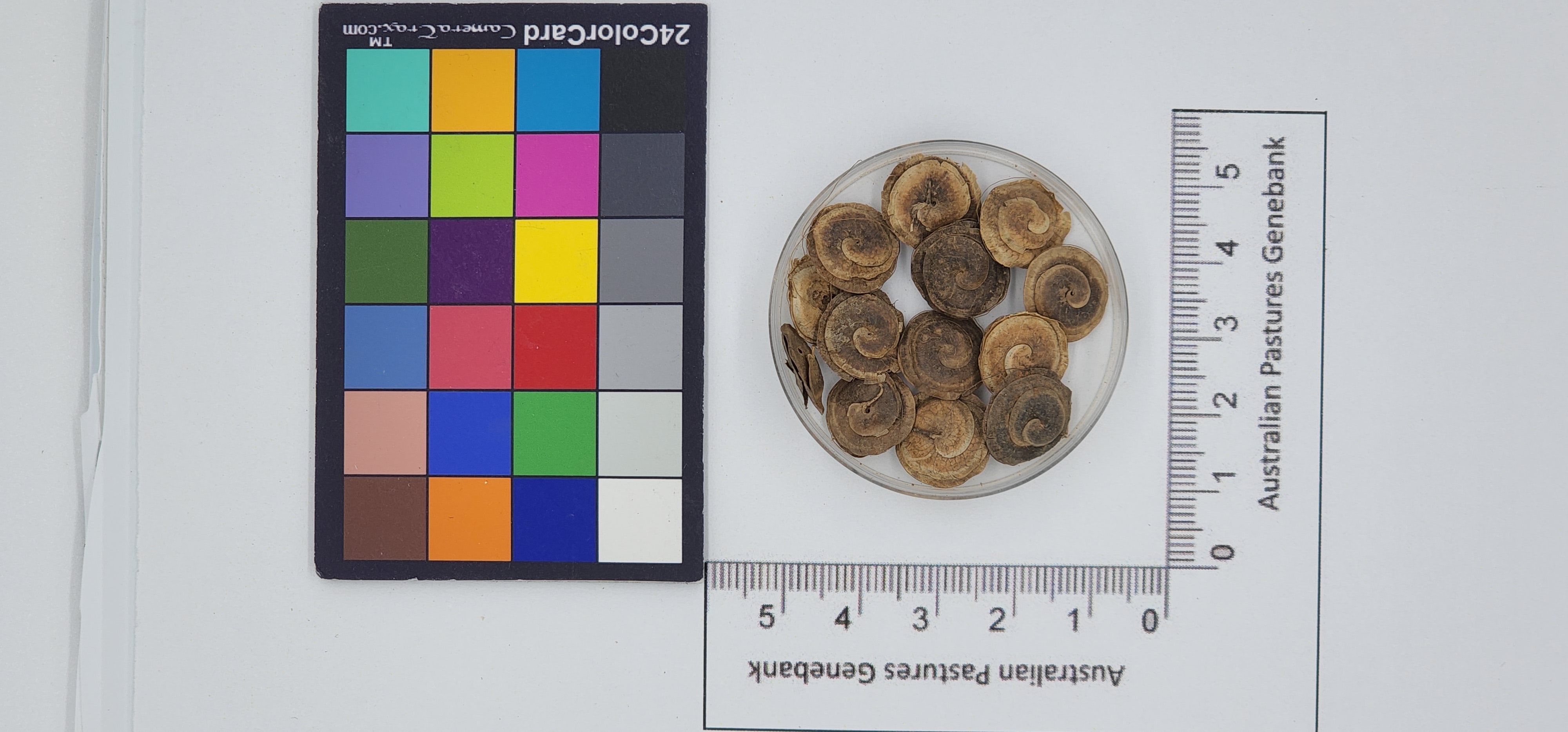 Click for 1 image(s) for this accession. Image