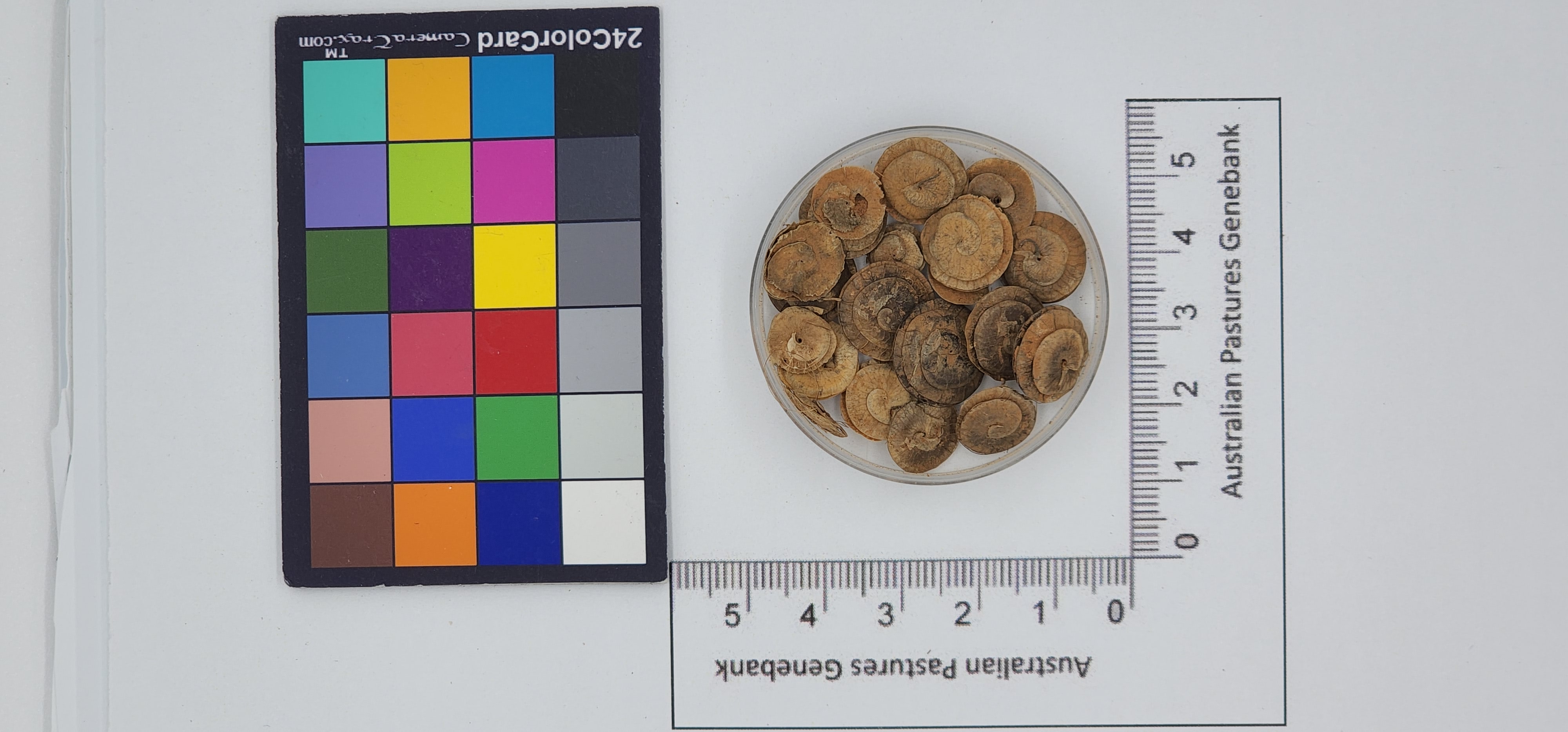 Click for 1 image(s) for this accession. Image