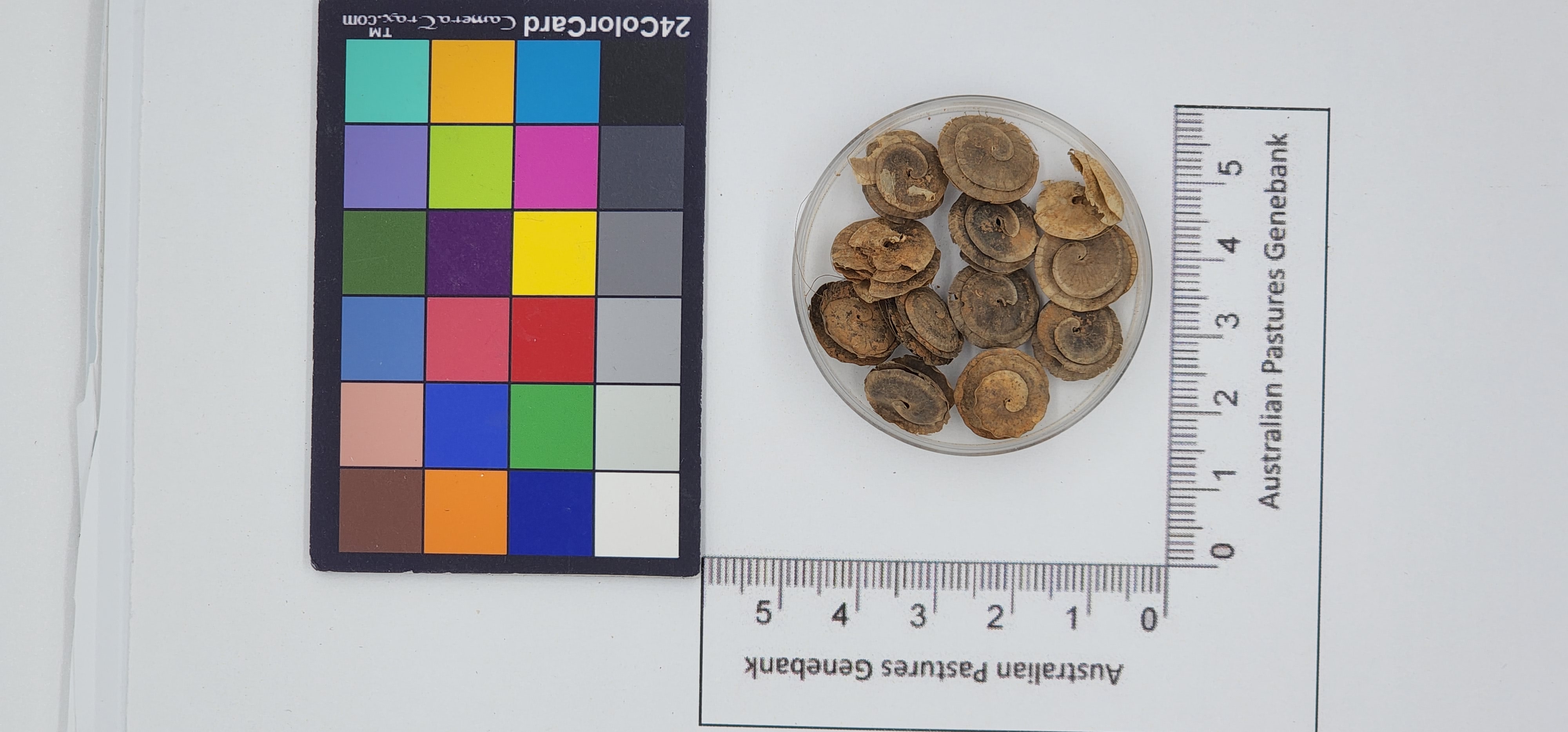 Click for 1 image(s) for this accession. Image