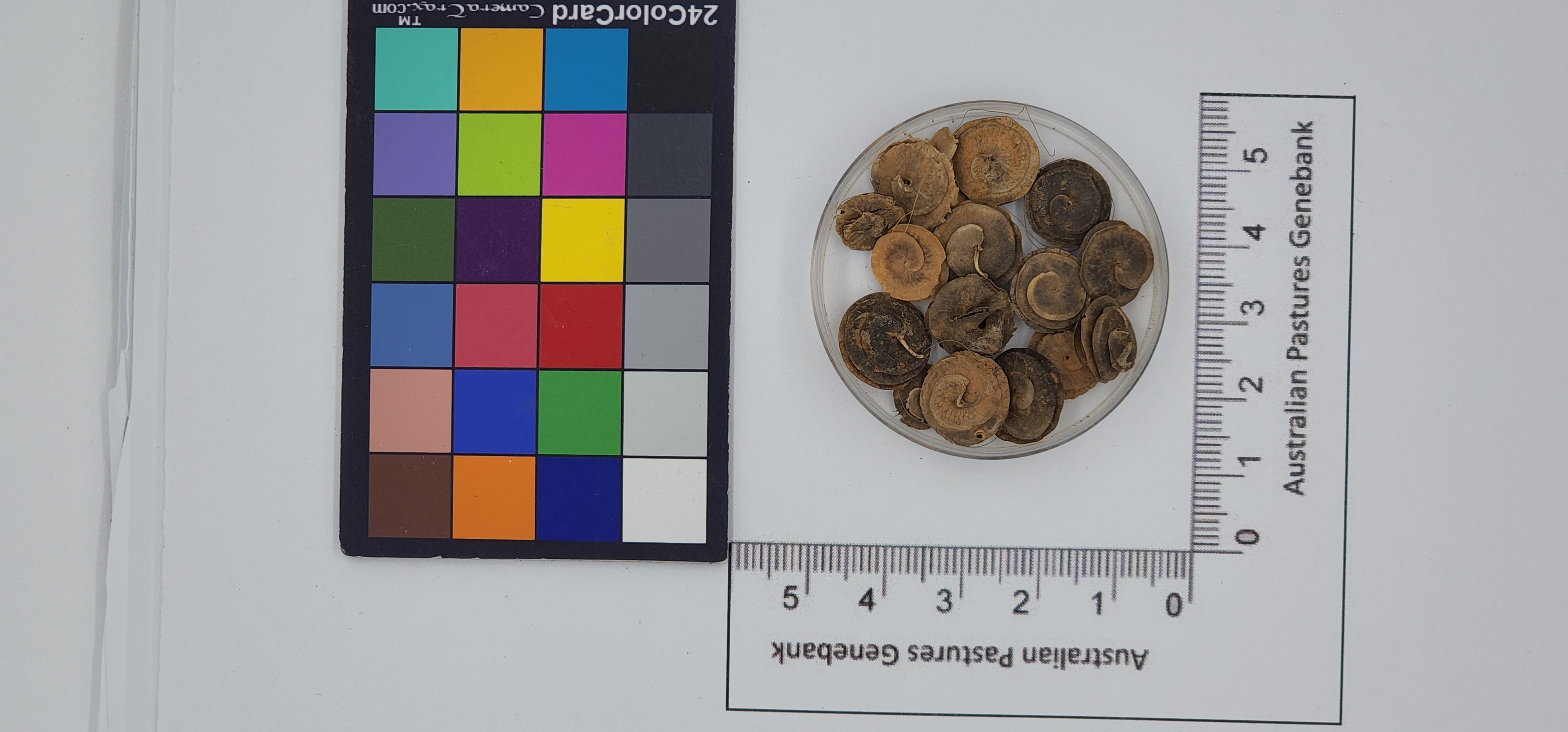 Click for 1 image(s) for this accession. Image
