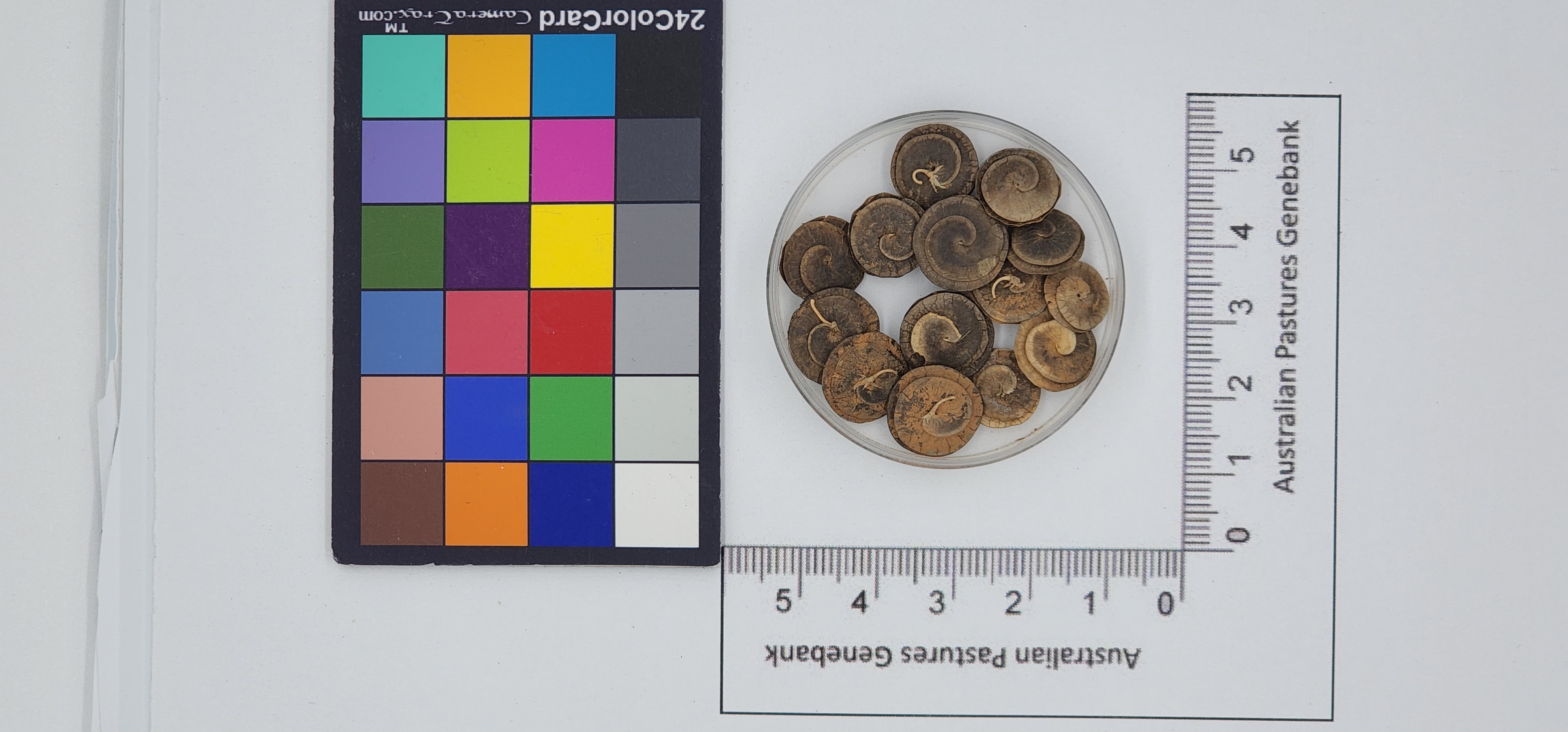 Click for 1 image(s) for this accession. Image