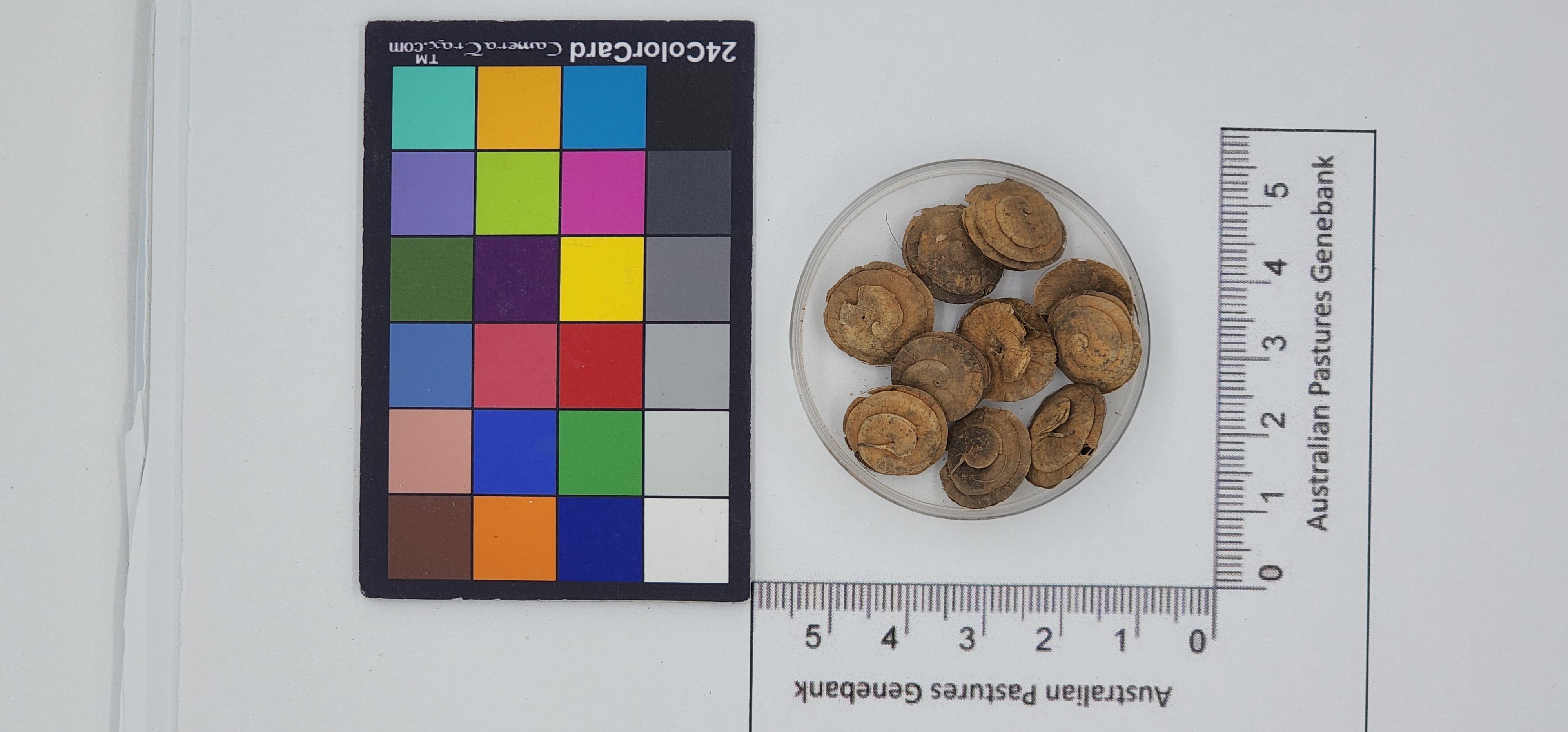 Click for 1 image(s) for this accession. Image