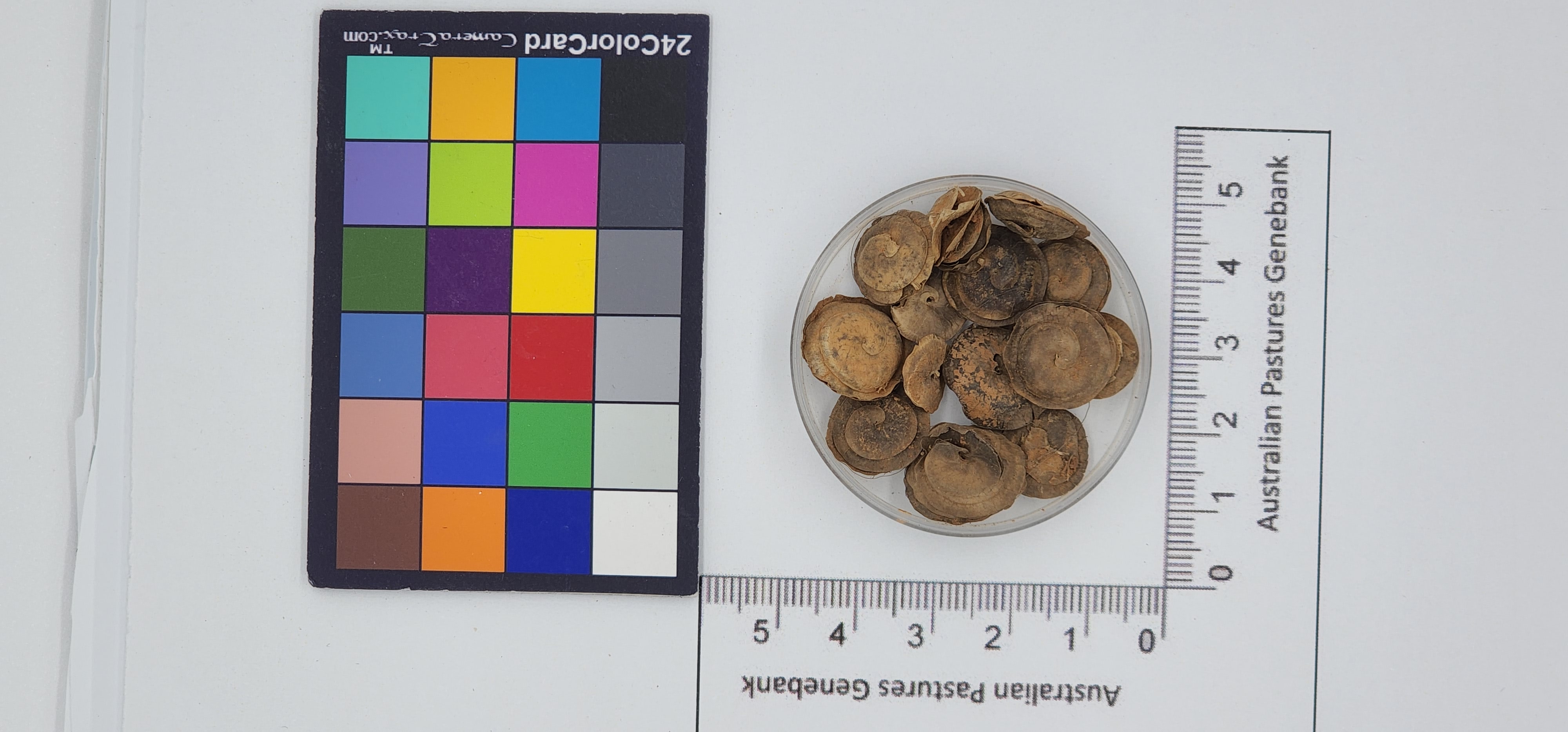 Click for 1 image(s) for this accession. Image
