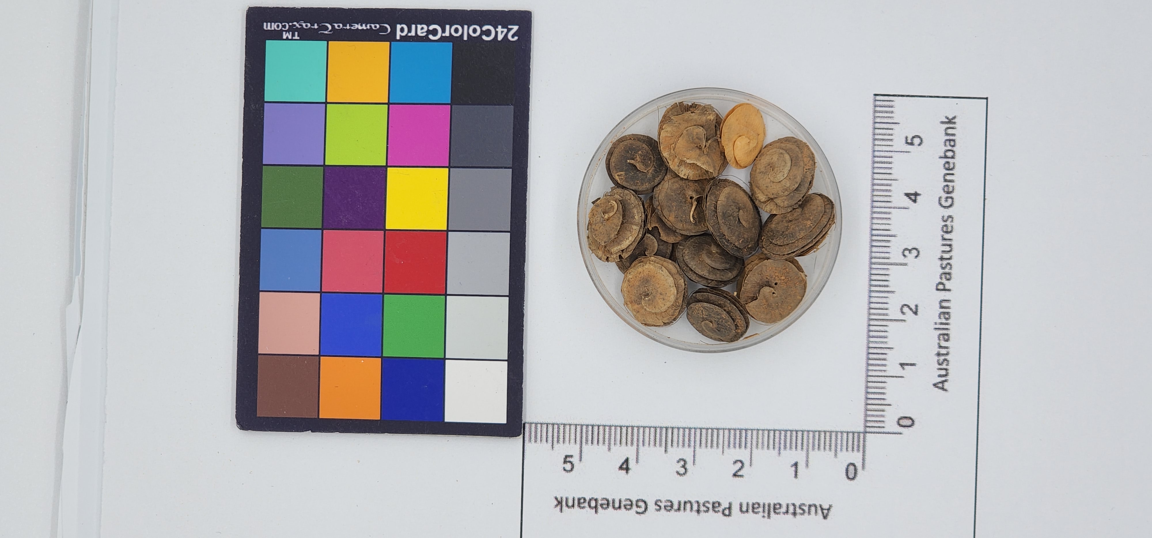 Click for 1 image(s) for this accession. Image