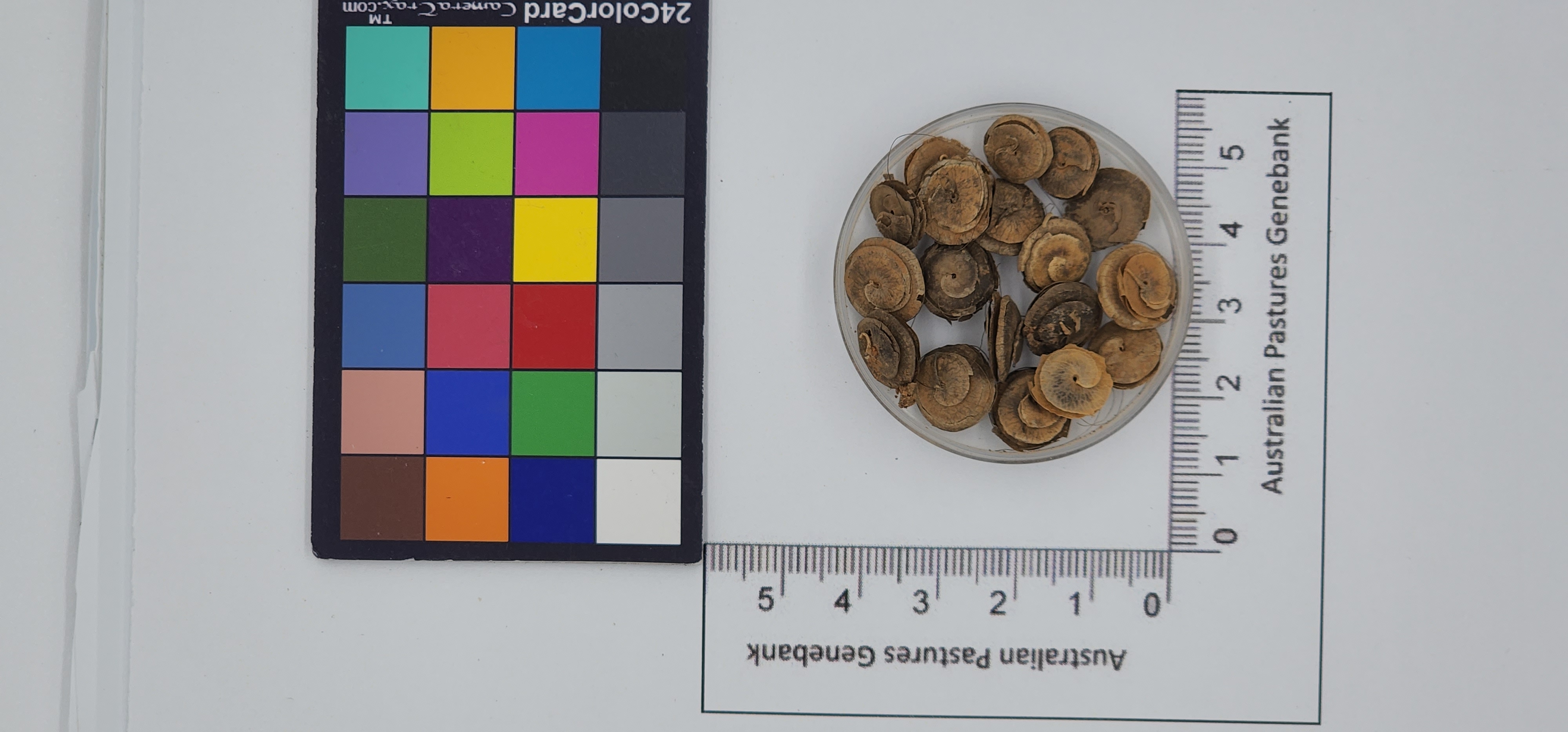Click for 1 image(s) for this accession. Image