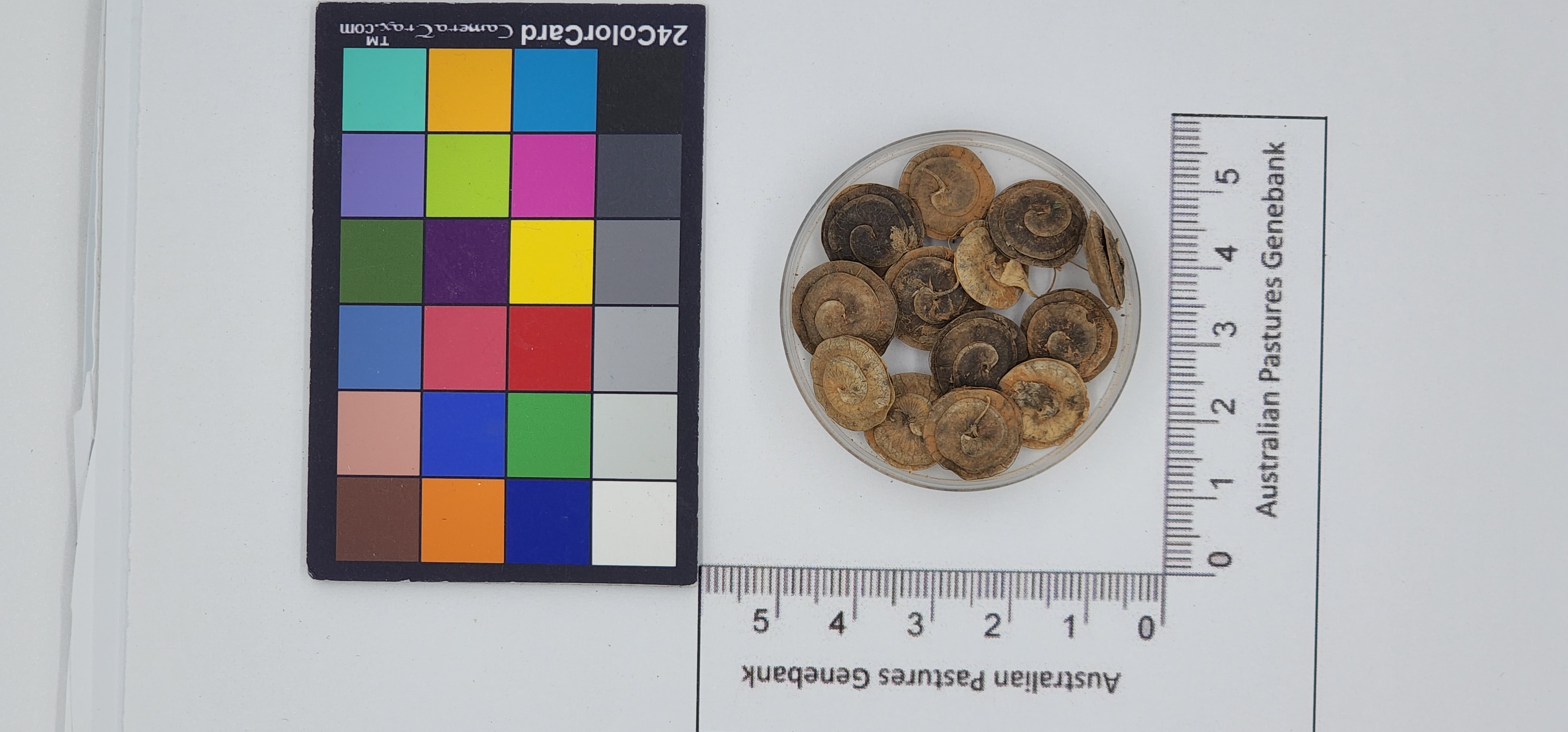 Click for 1 image(s) for this accession. Image