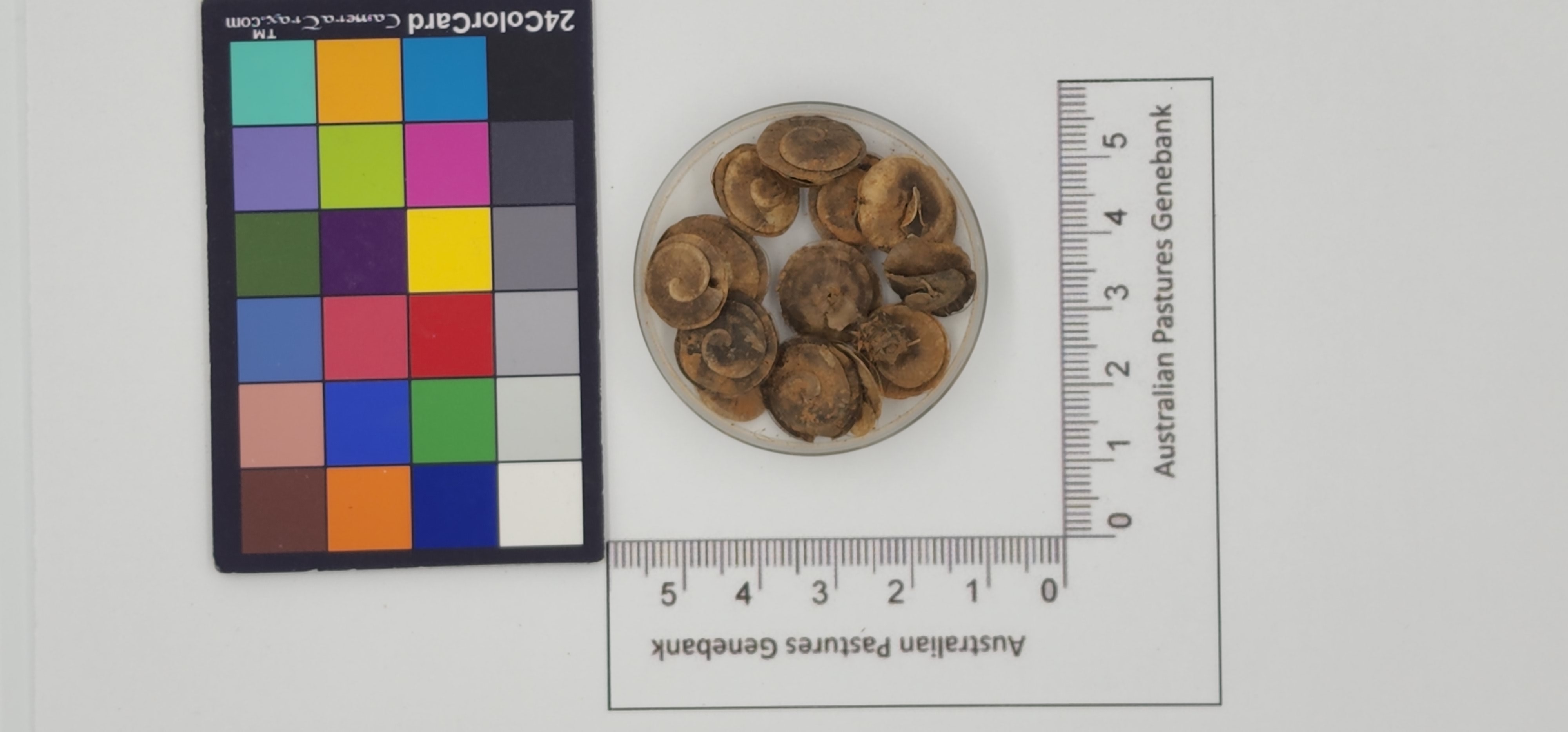 Click for 1 image(s) for this accession. Image