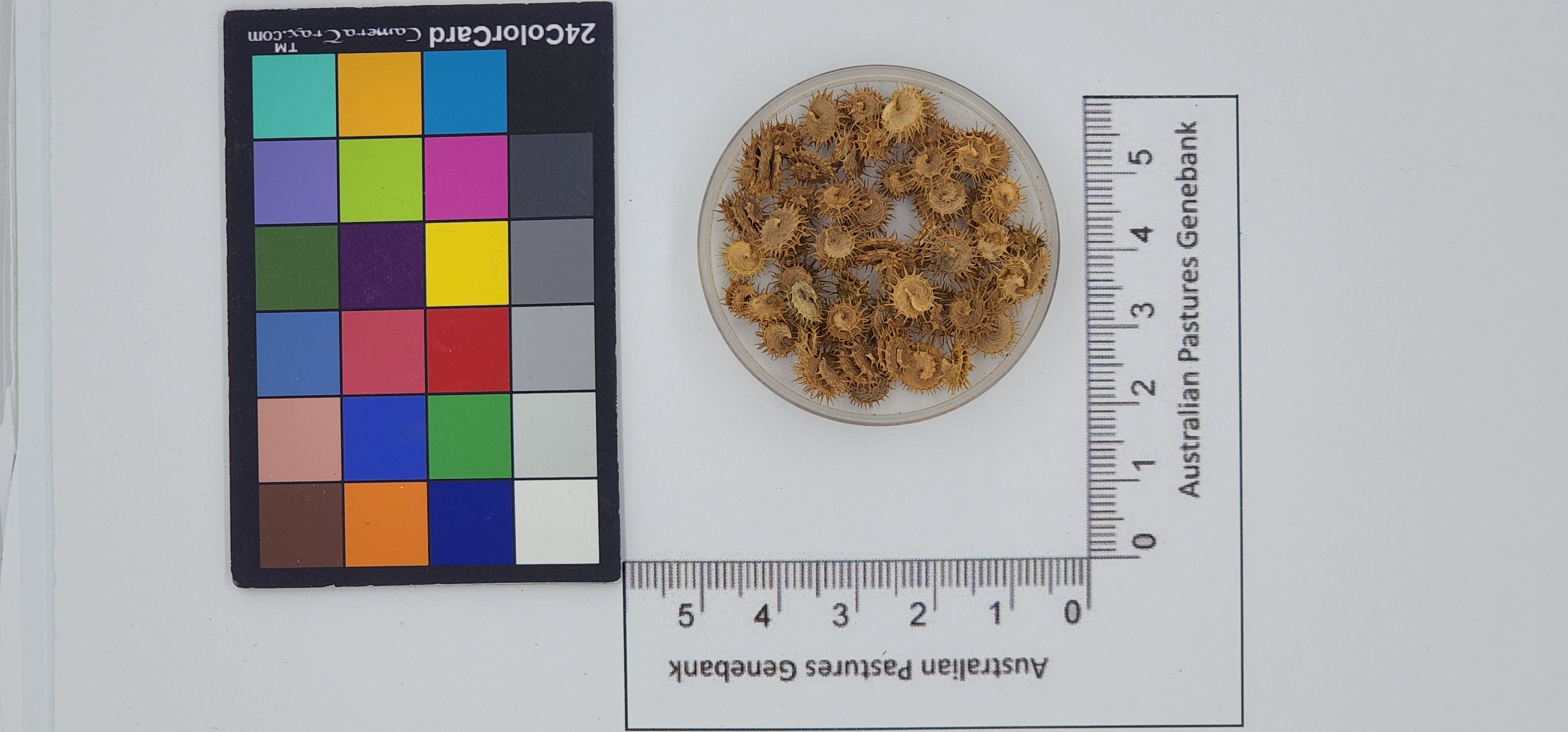 Click for 1 image(s) for this accession. Image
