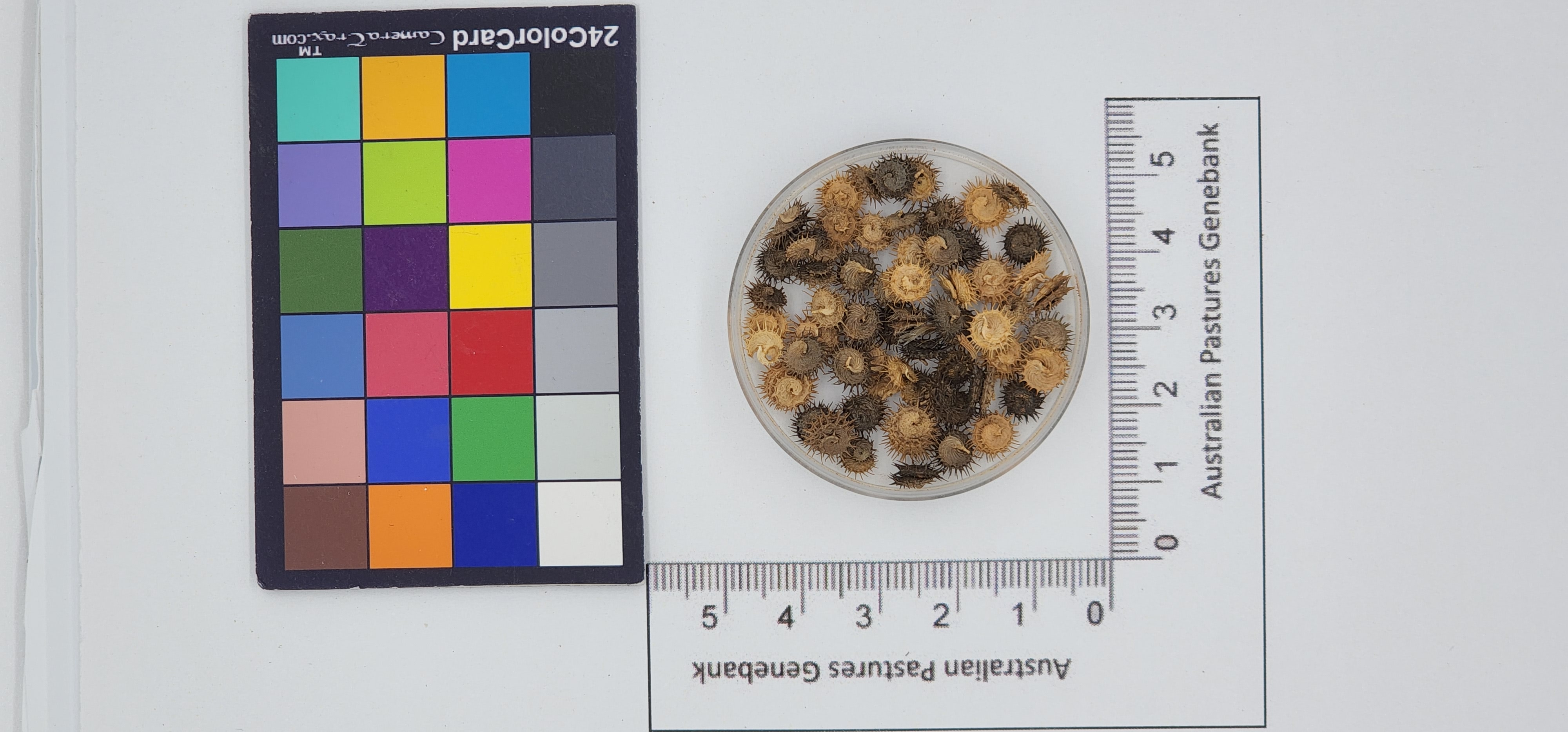 Click for 1 image(s) for this accession. Image