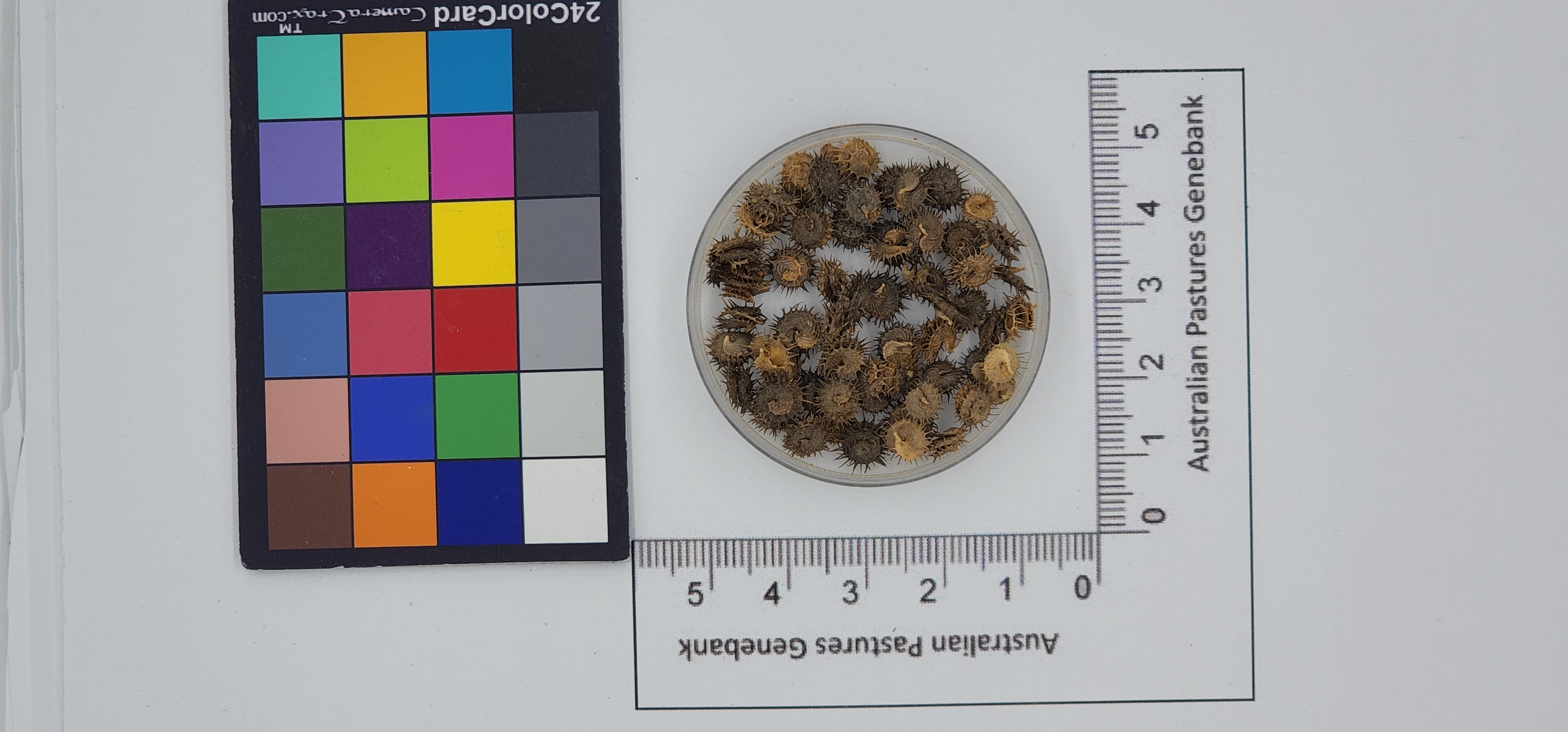 Click for 1 image(s) for this accession. Image