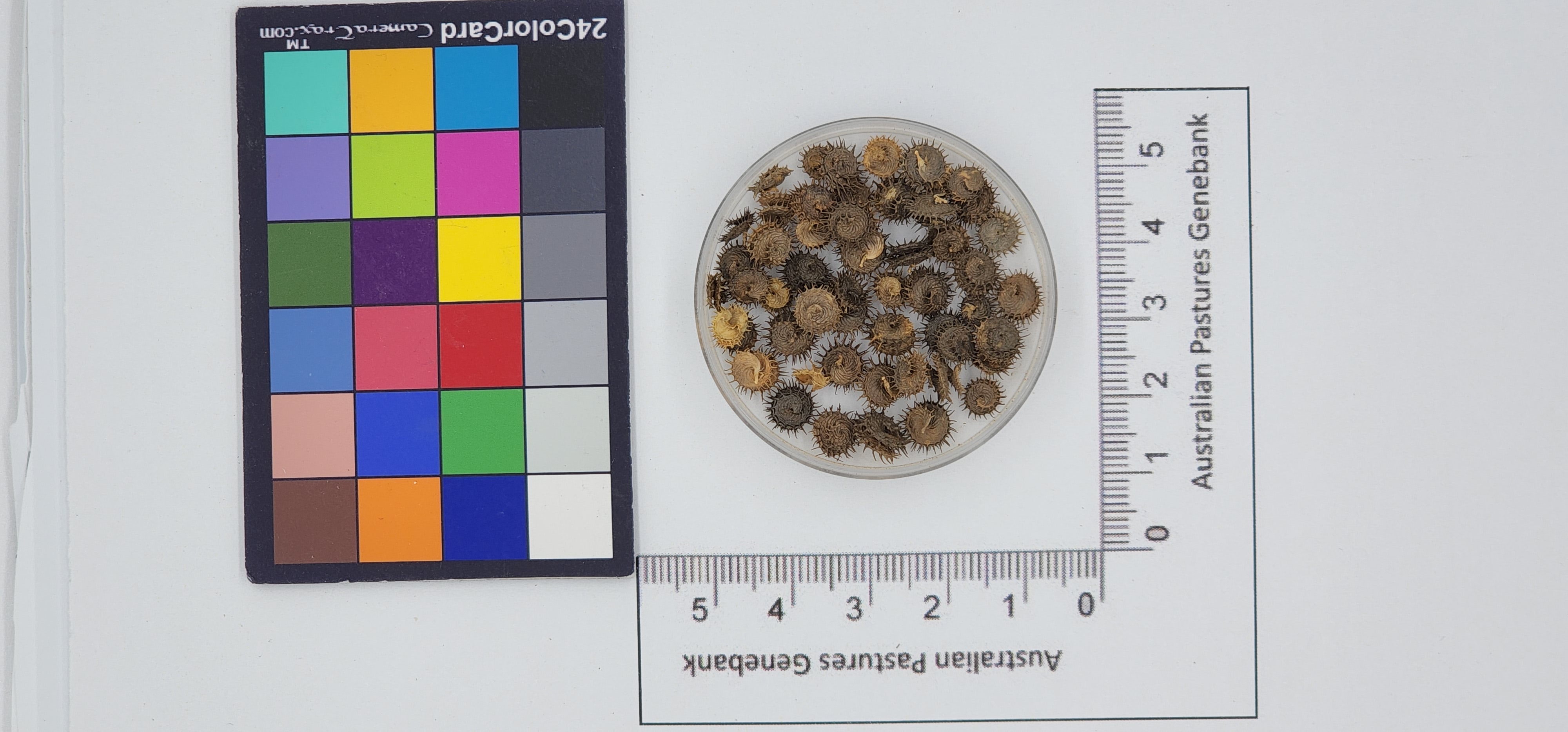Click for 1 image(s) for this accession. Image