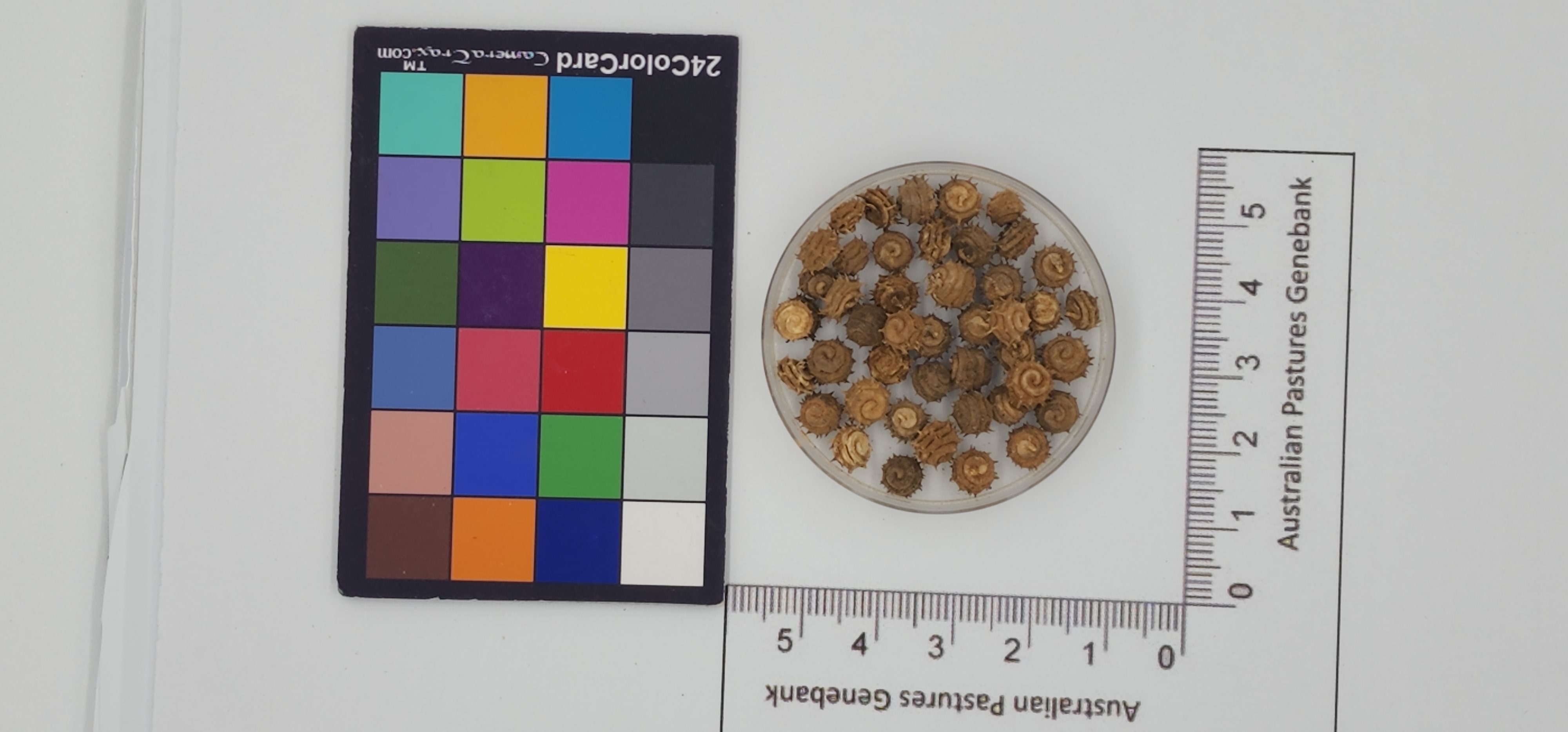 Click for 1 image(s) for this accession. Image