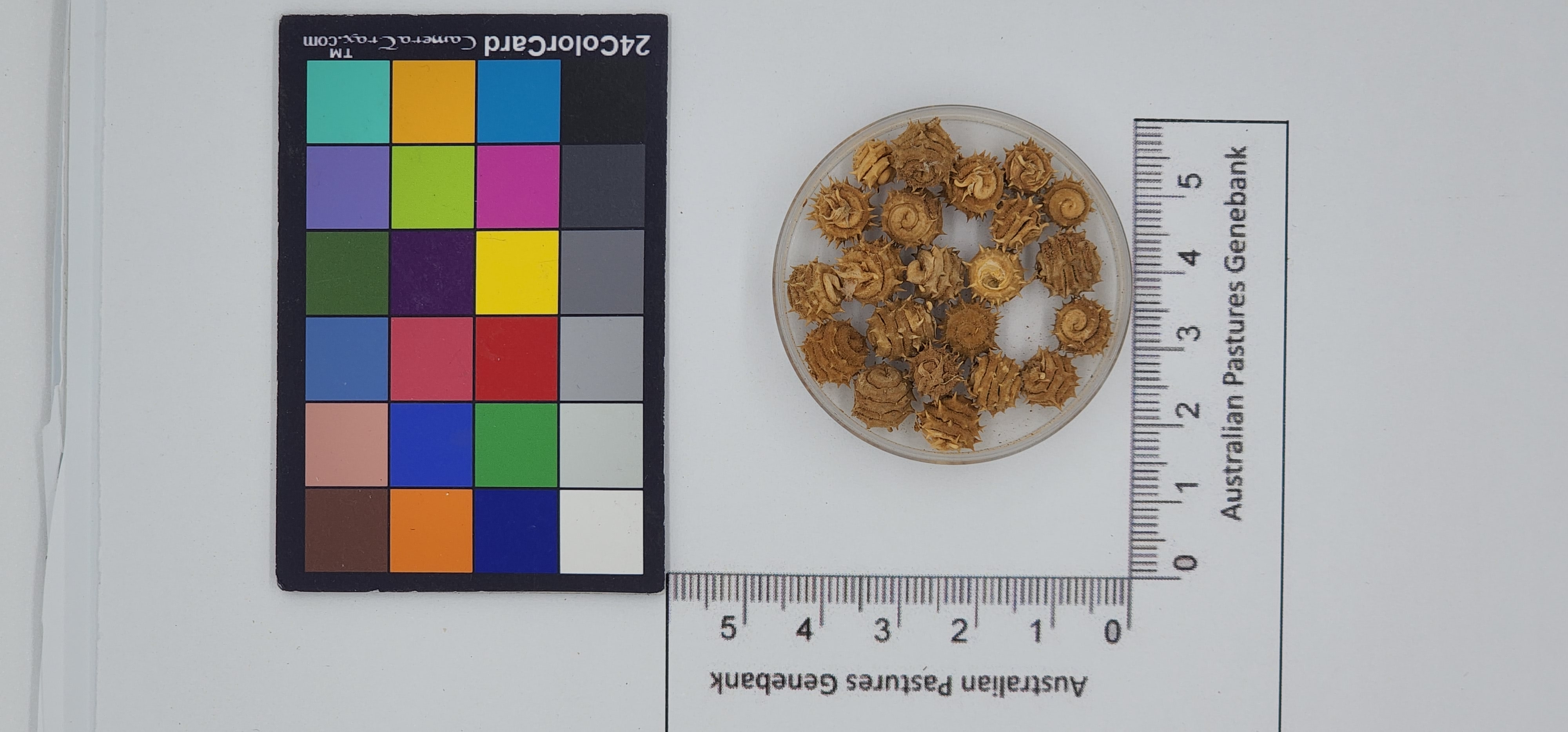 Click for 1 image(s) for this accession. Image