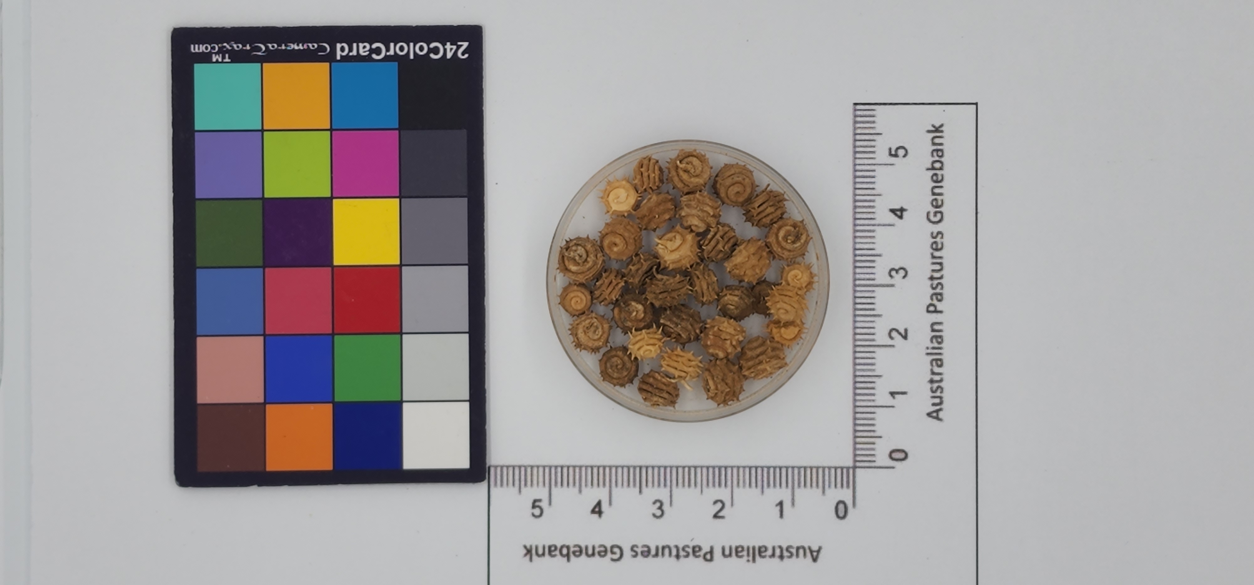 Click for 1 image(s) for this accession. Image