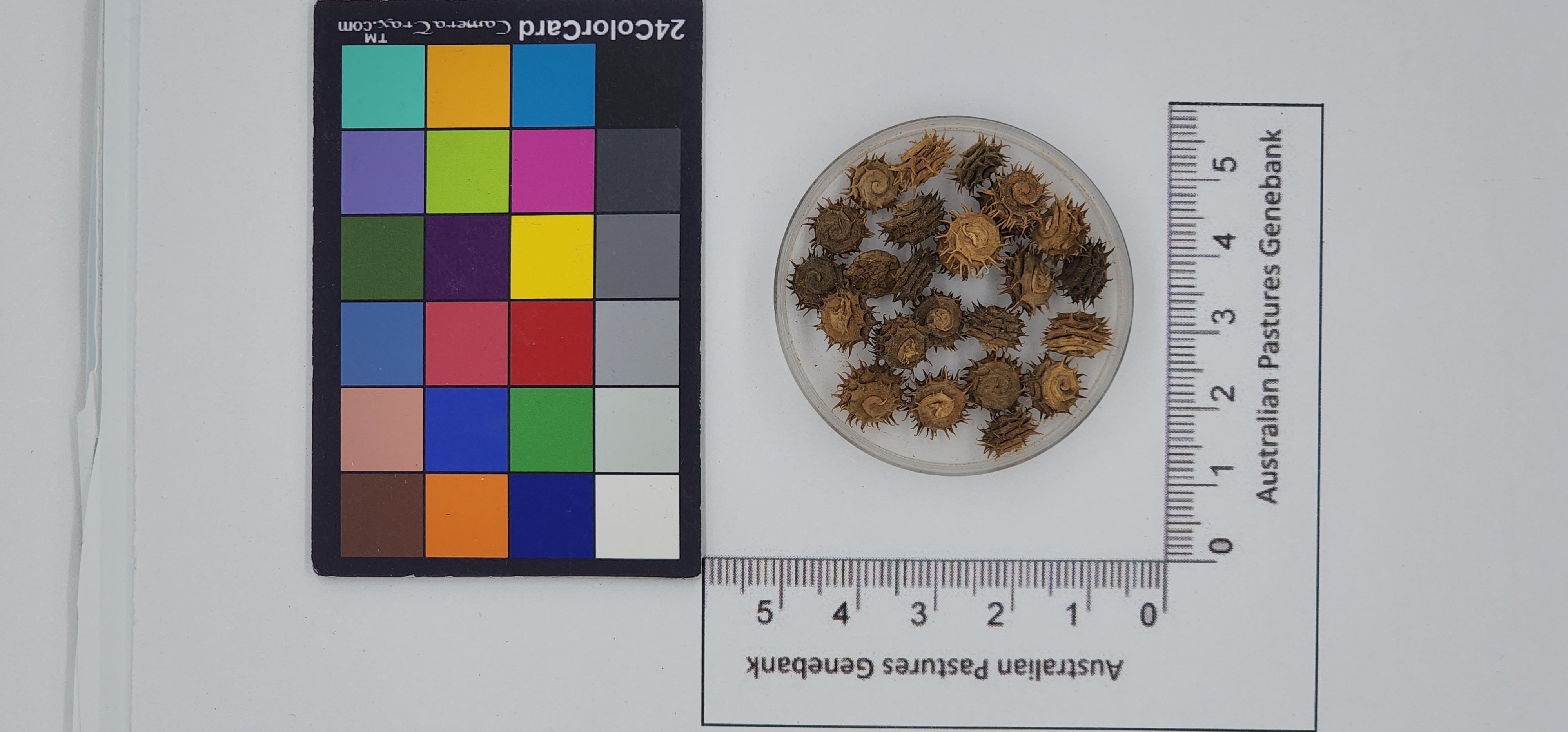 Click for 1 image(s) for this accession. Image