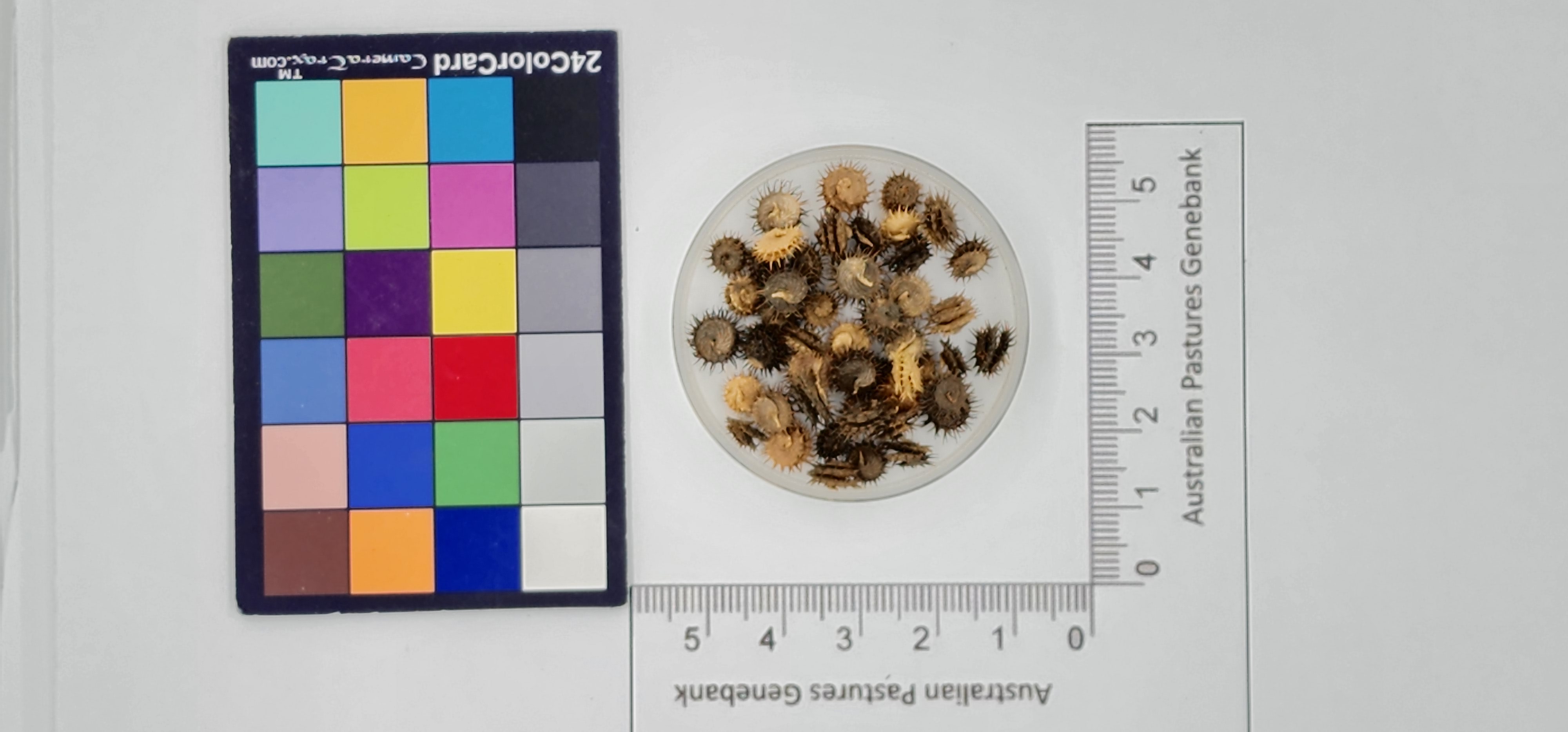 Click for 1 image(s) for this accession. Image