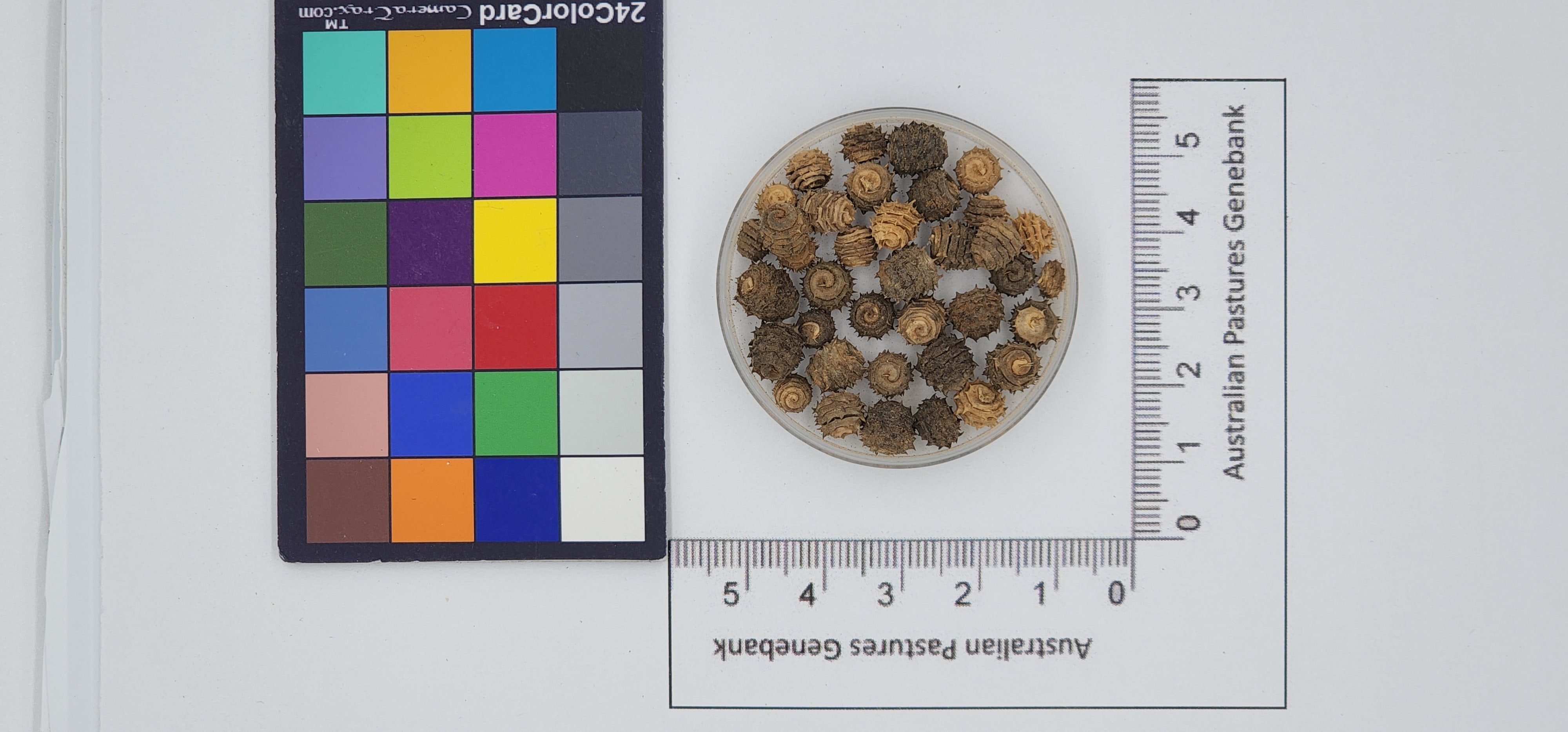 Click for 1 image(s) for this accession. Image