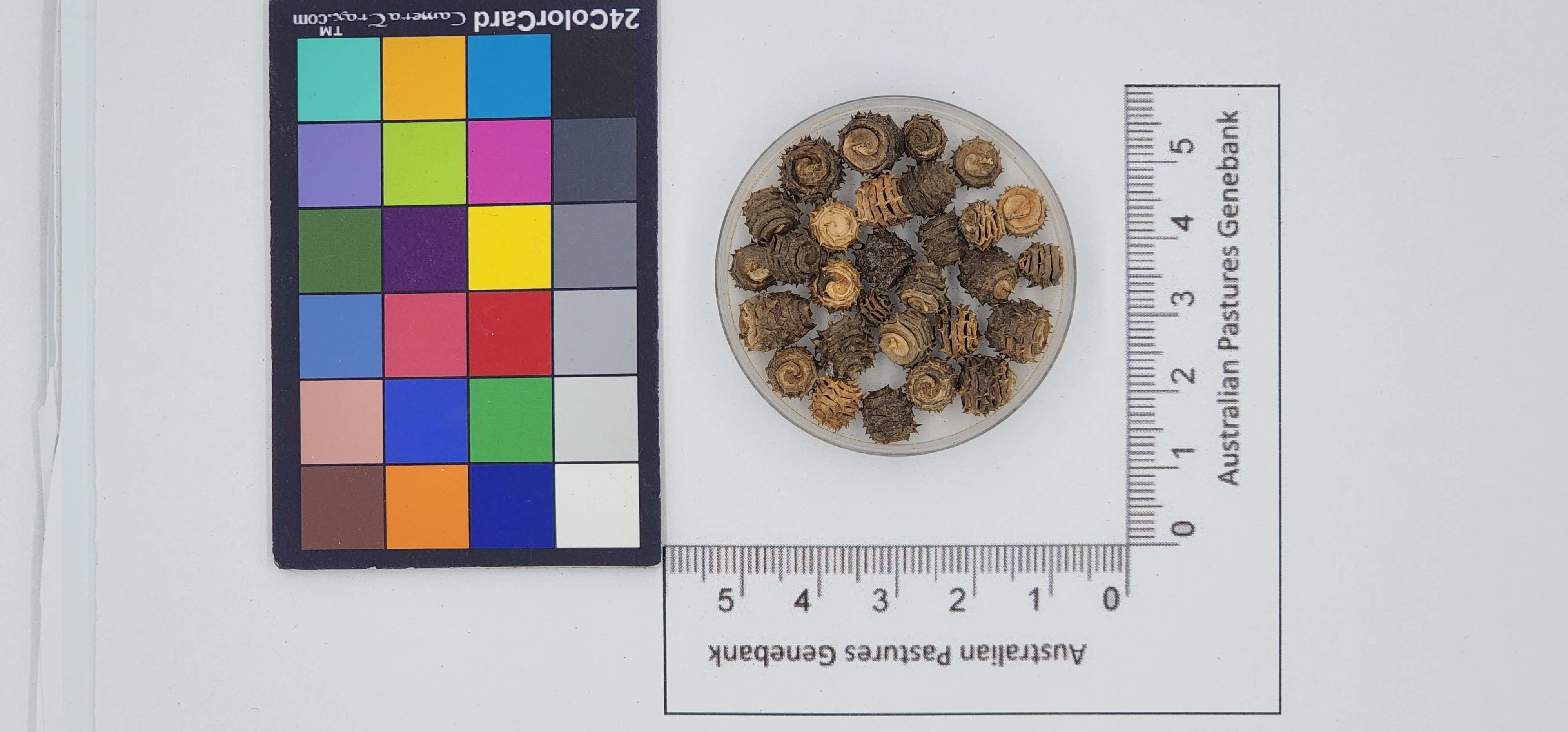 Click for 1 image(s) for this accession. Image