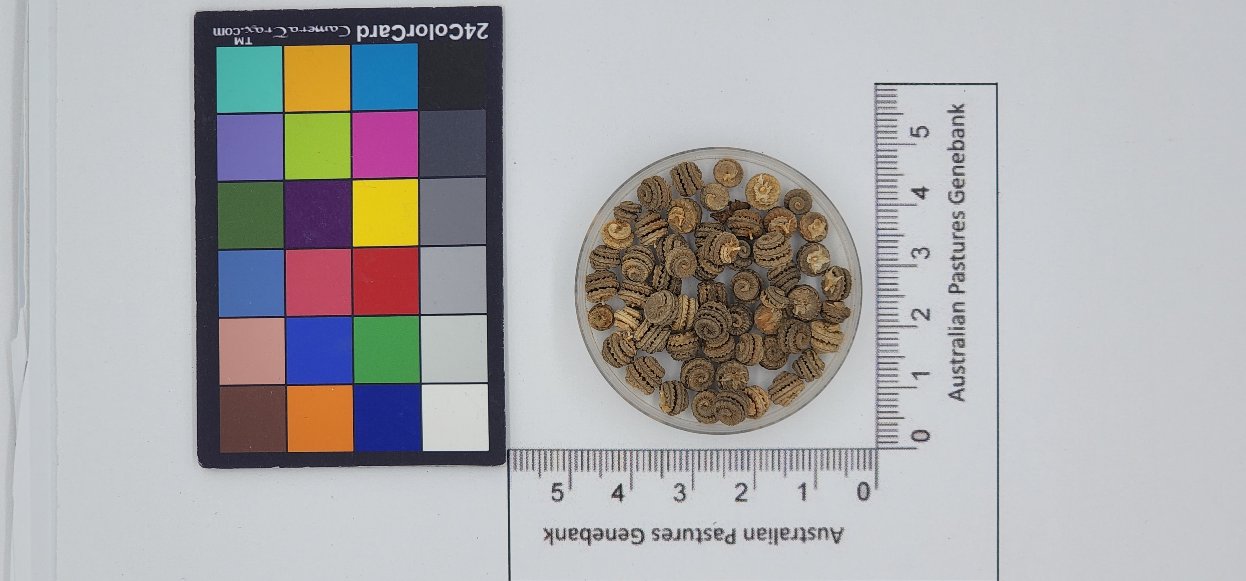 Click for 1 image(s) for this accession. Image