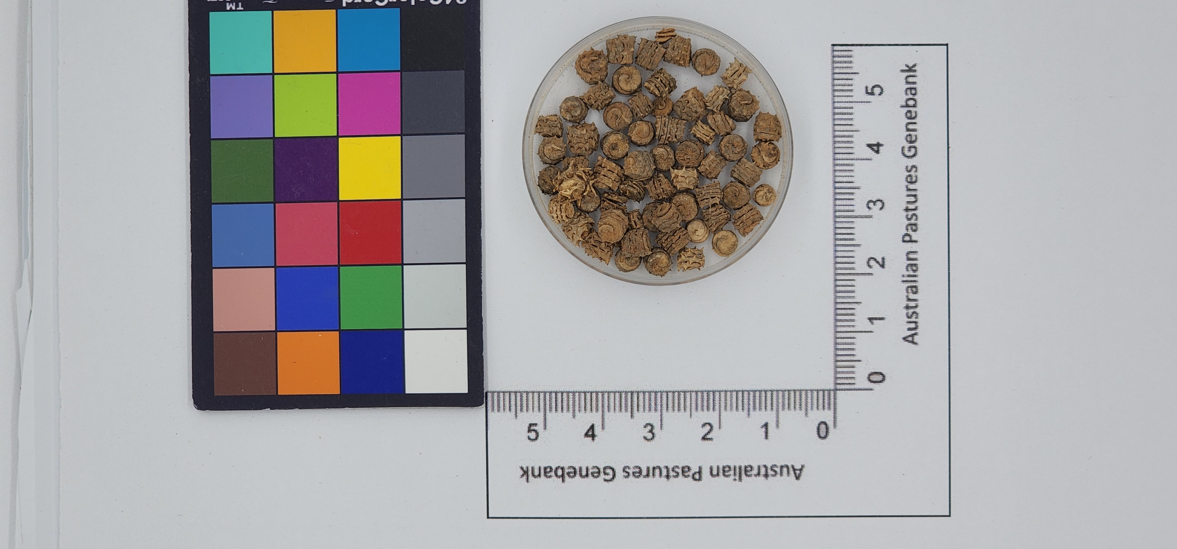 Click for 1 image(s) for this accession. Image