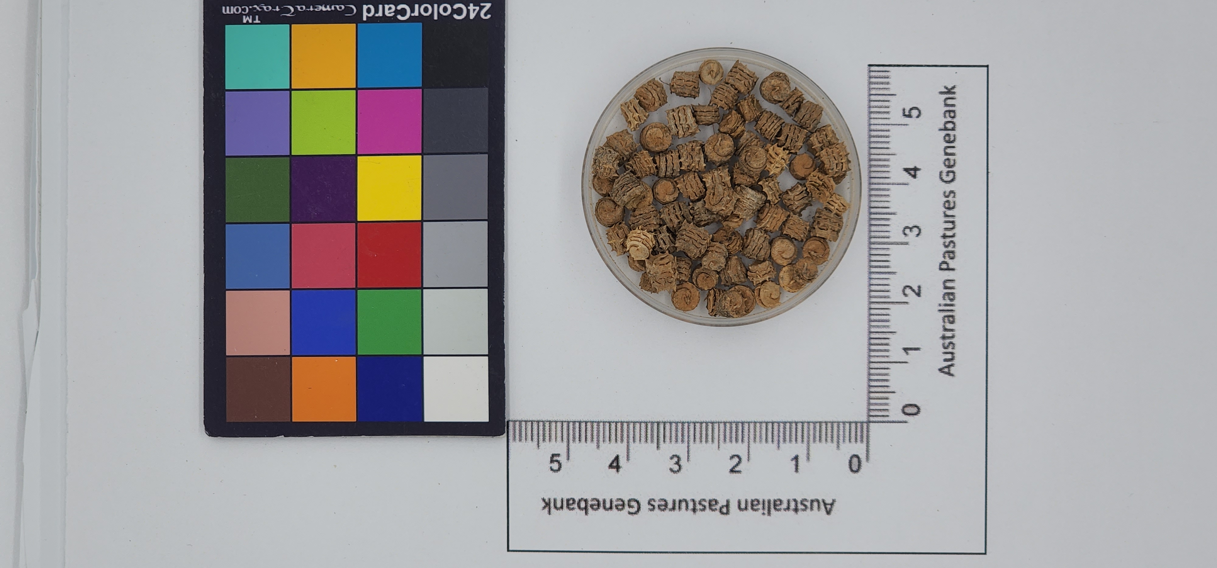 Click for 1 image(s) for this accession. Image