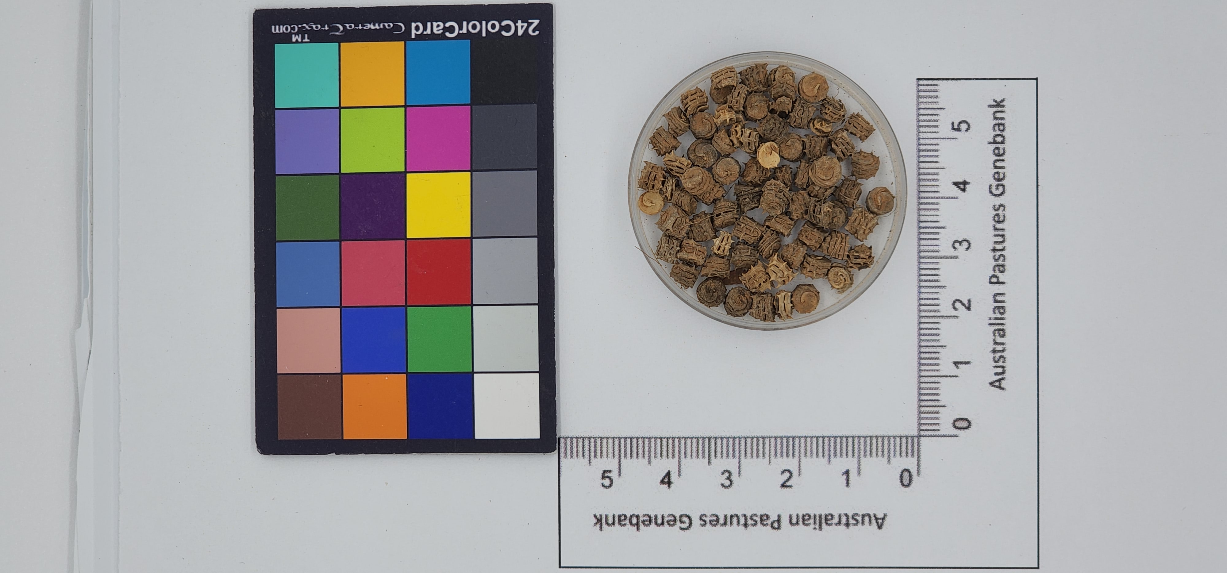 Click for 1 image(s) for this accession. Image