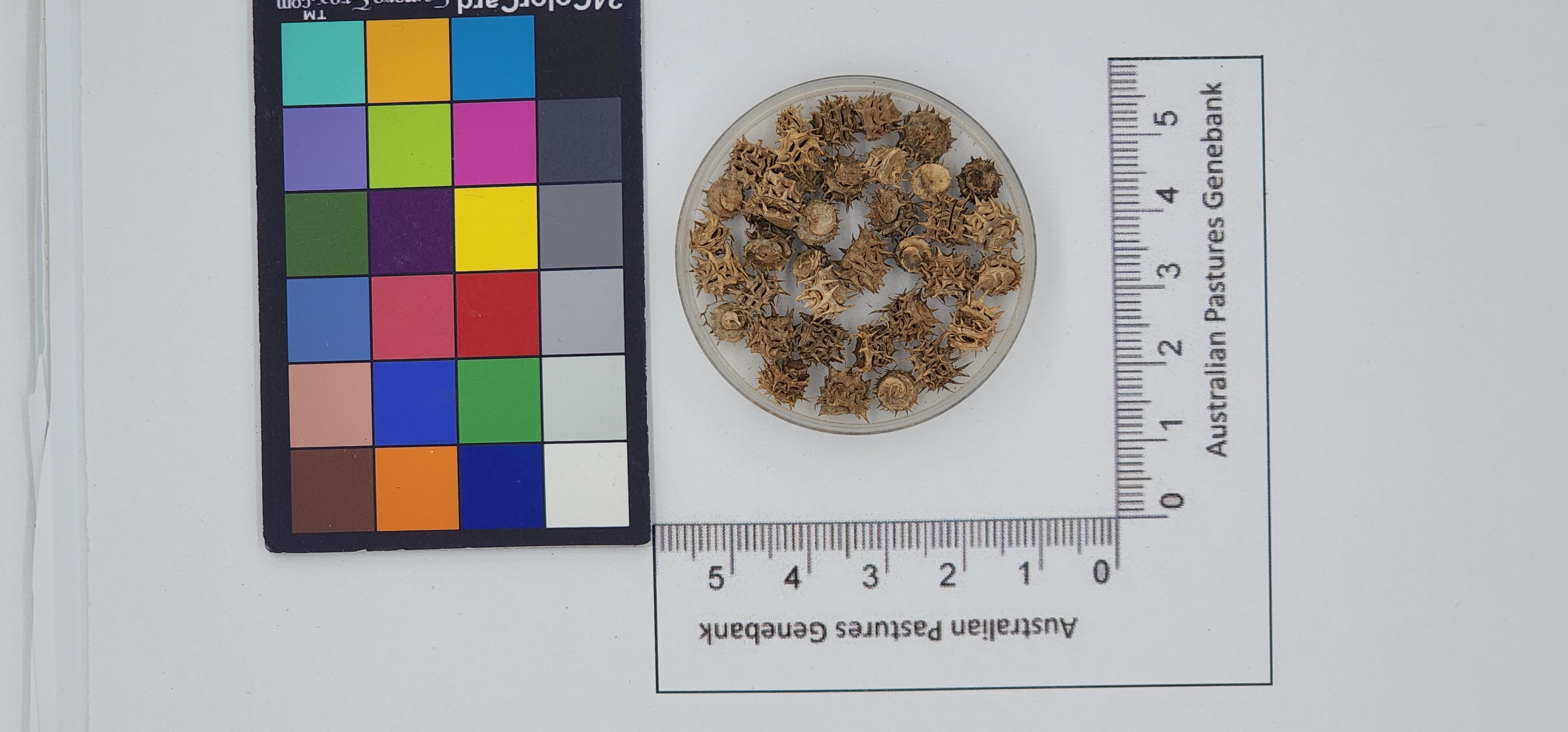 Click for 1 image(s) for this accession. Image