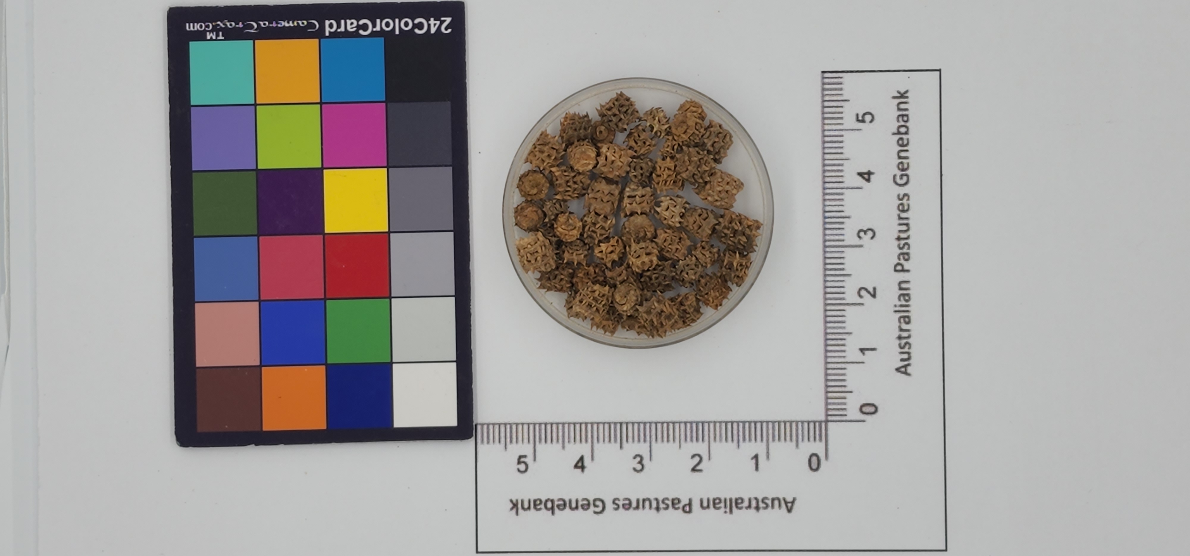 Click for 1 image(s) for this accession. Image