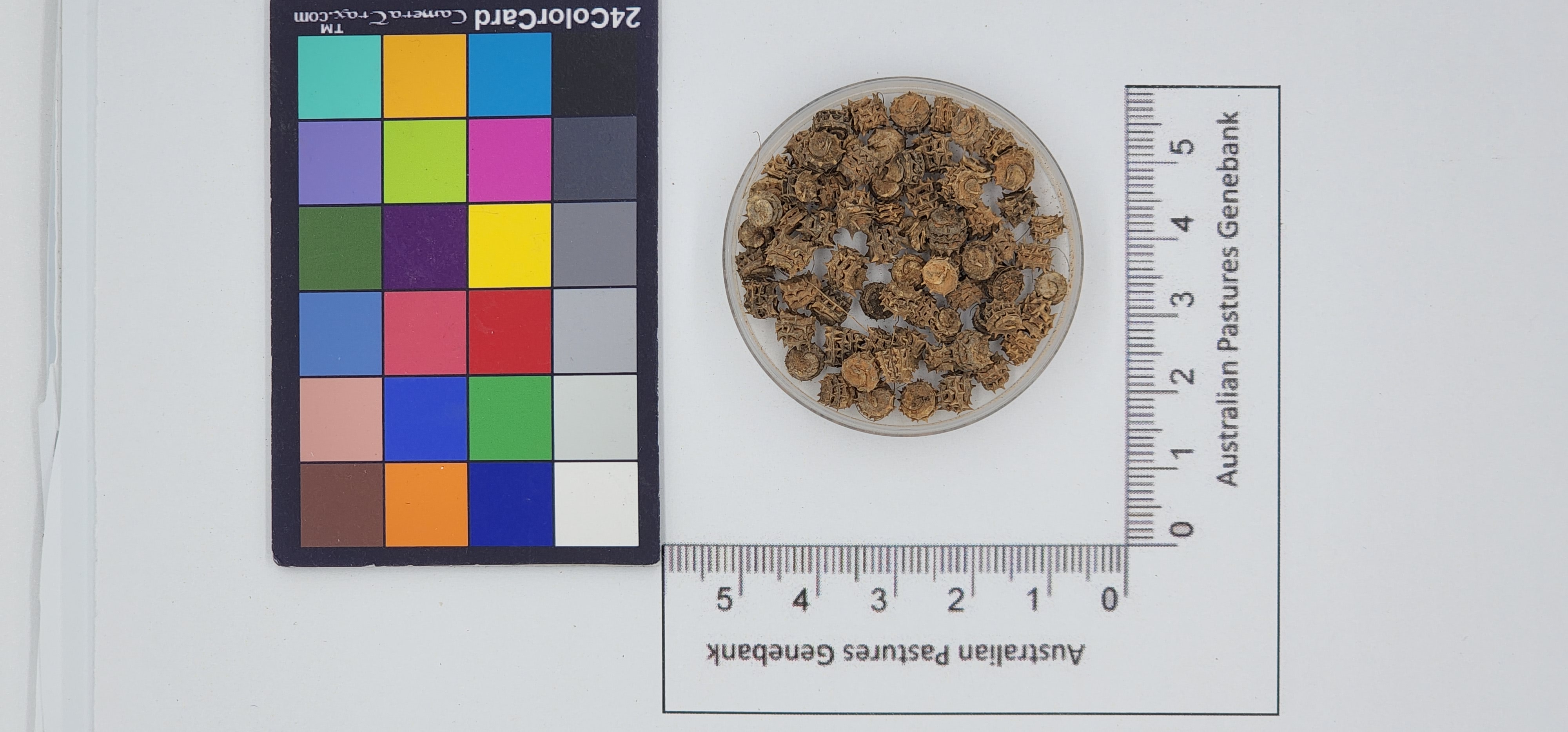 Click for 1 image(s) for this accession. Image