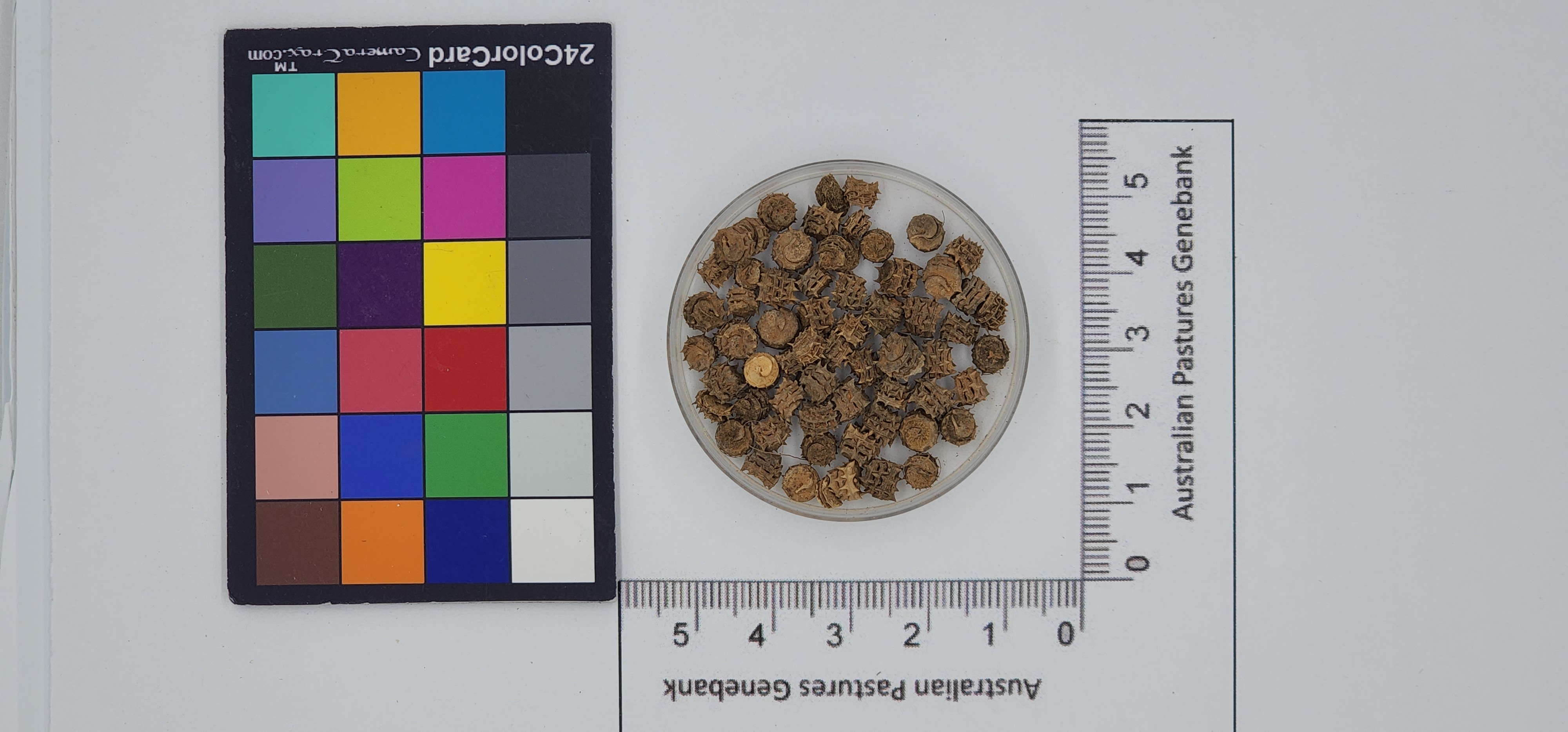 Click for 1 image(s) for this accession. Image
