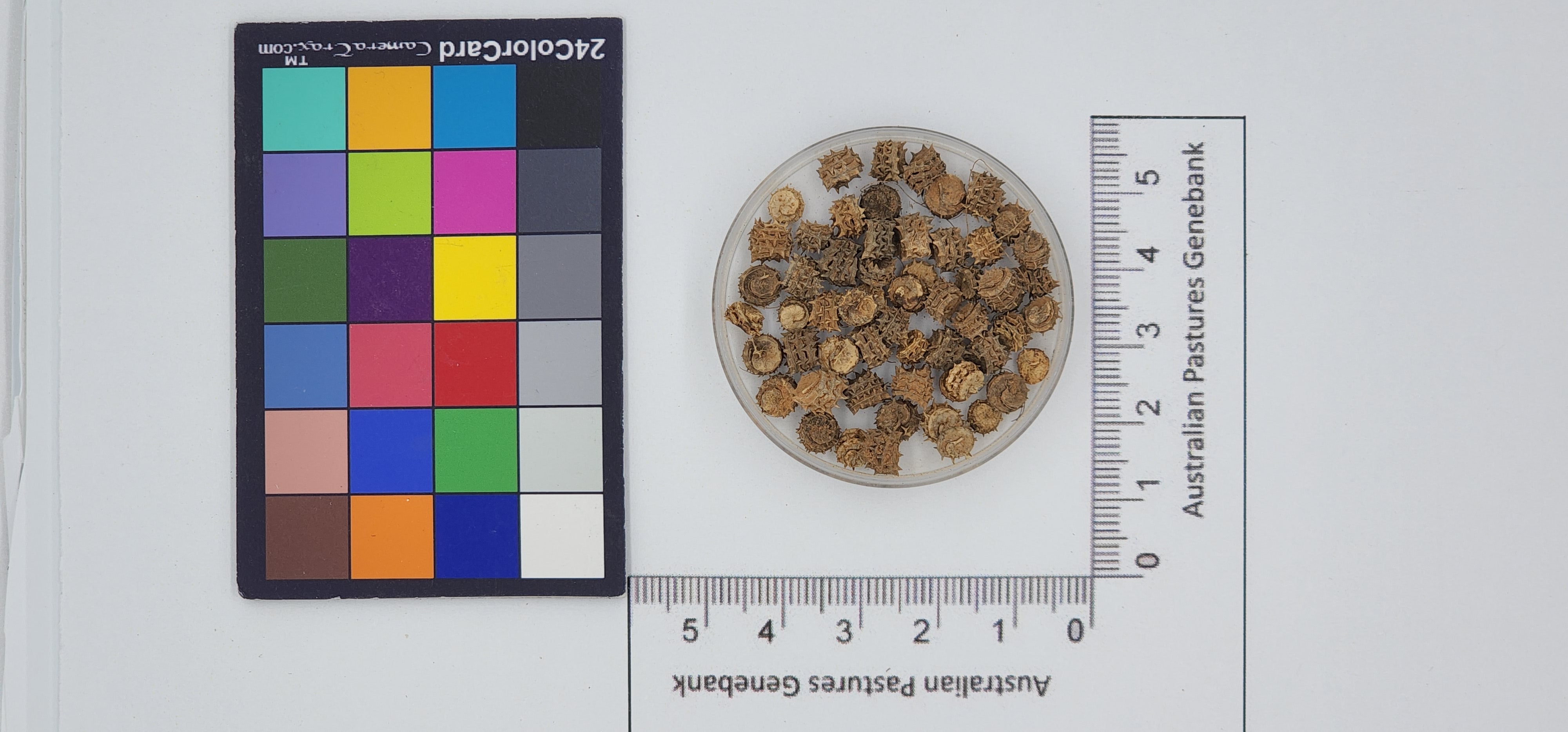 Click for 1 image(s) for this accession. Image