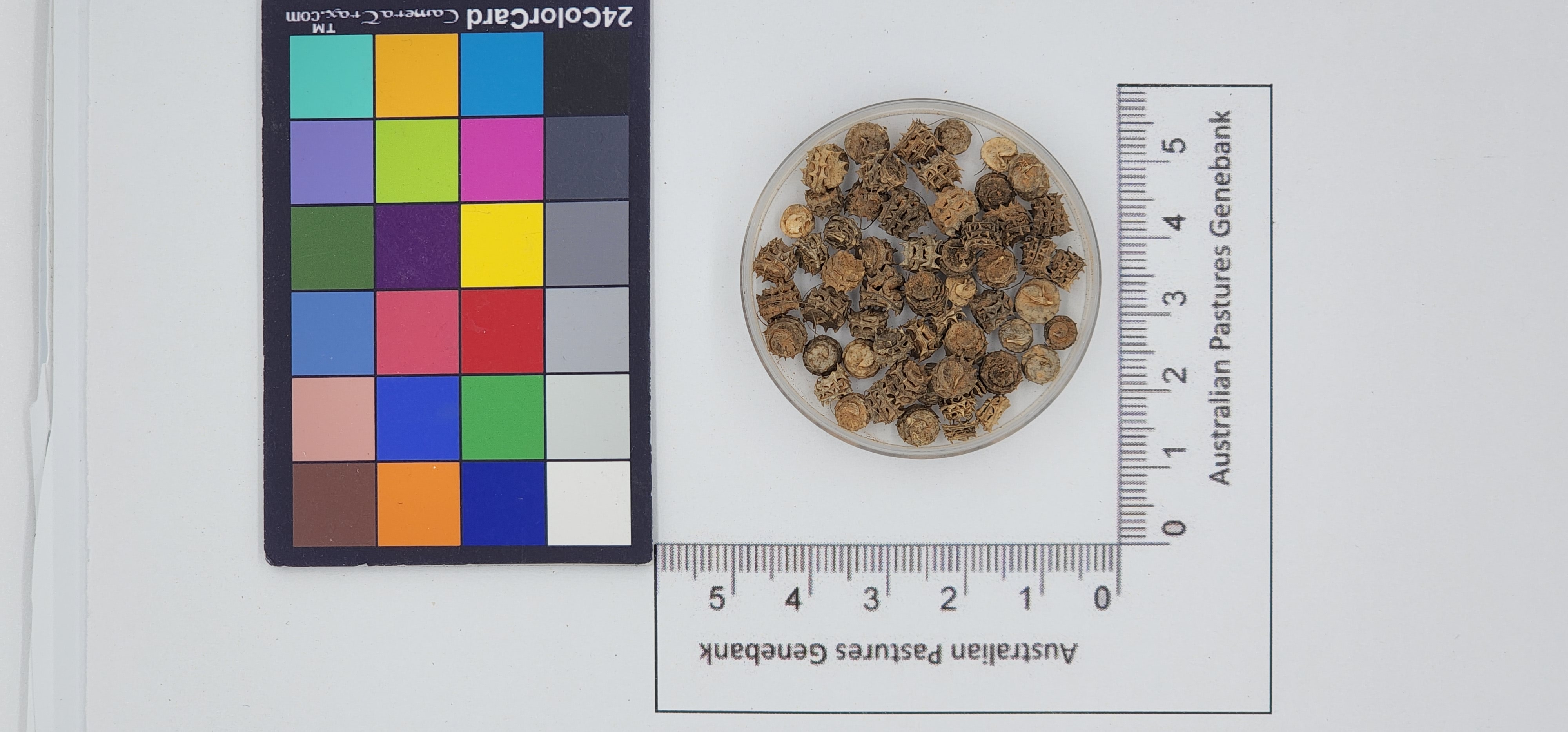 Click for 1 image(s) for this accession. Image