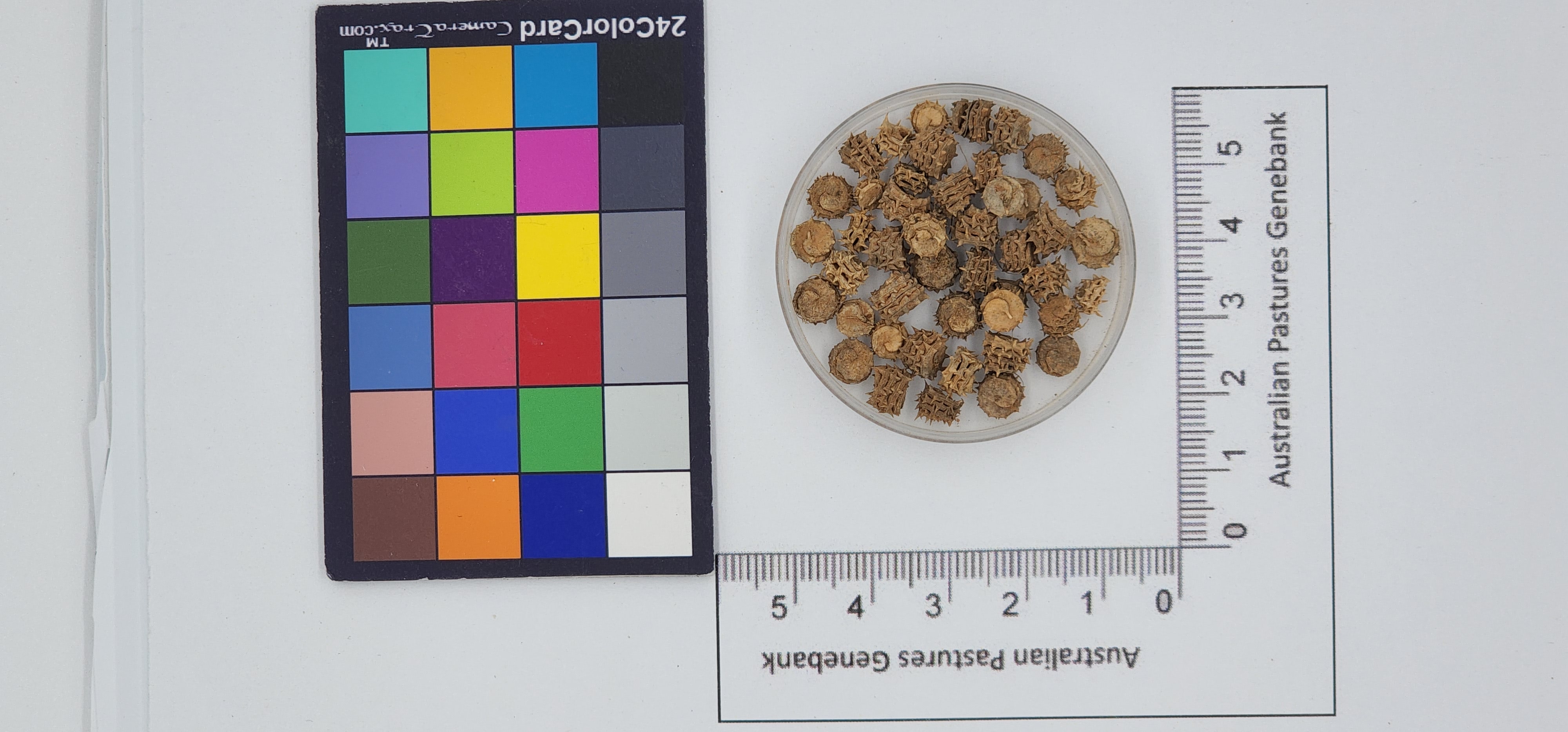 Click for 1 image(s) for this accession. Image