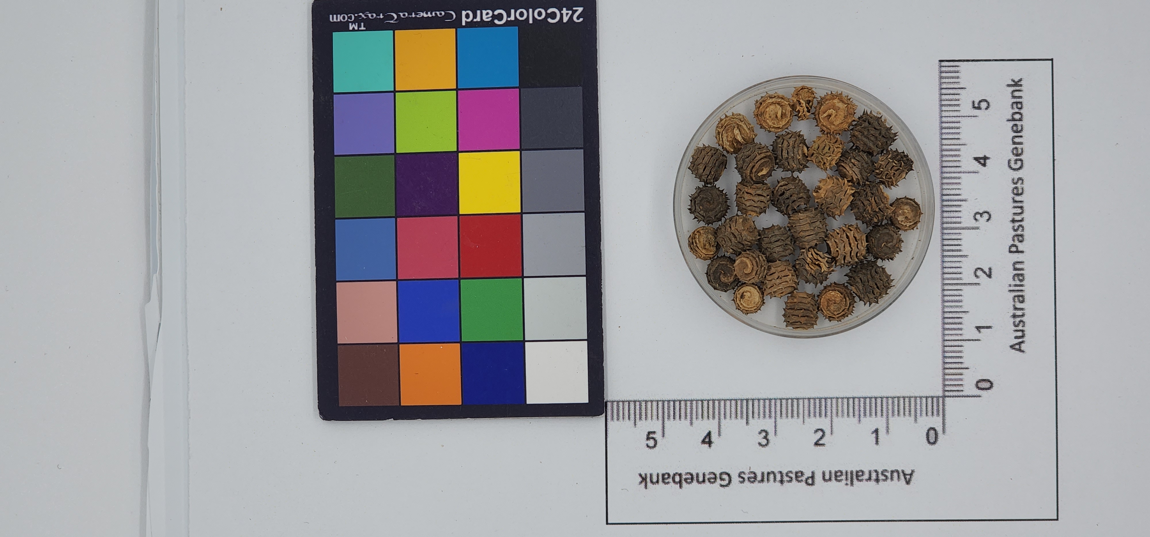 Click for 1 image(s) for this accession. Image